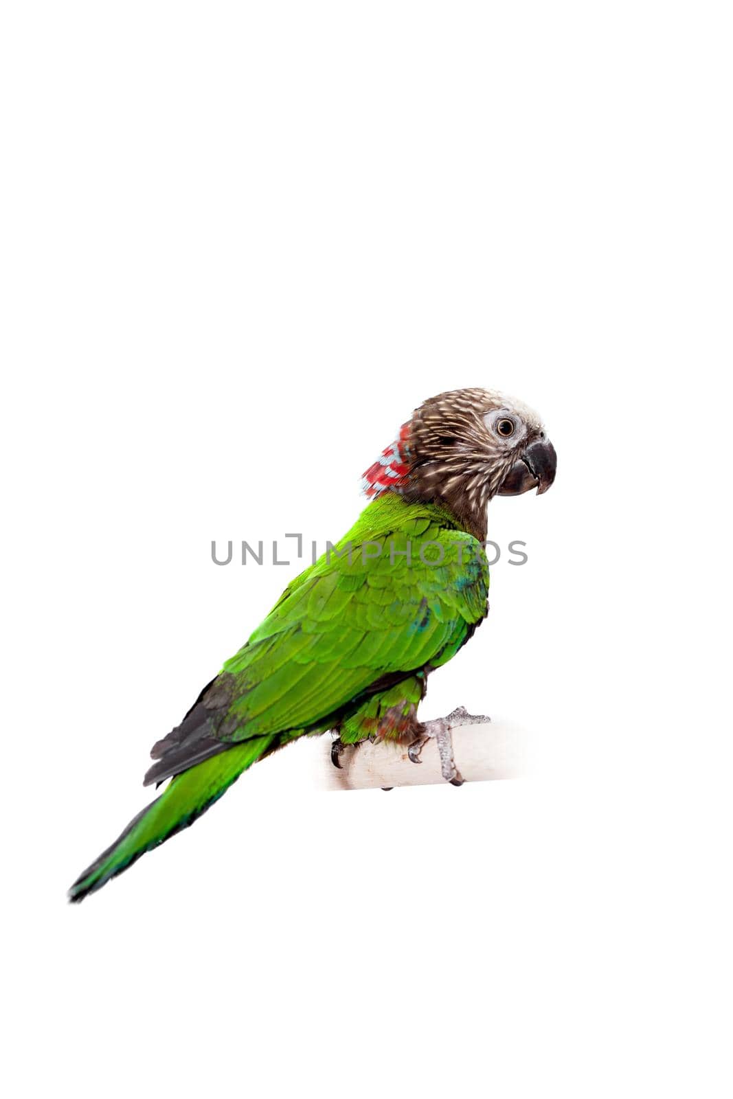 Hawk-headed Parrot, Deroptyus accipitrinus, isolated on white