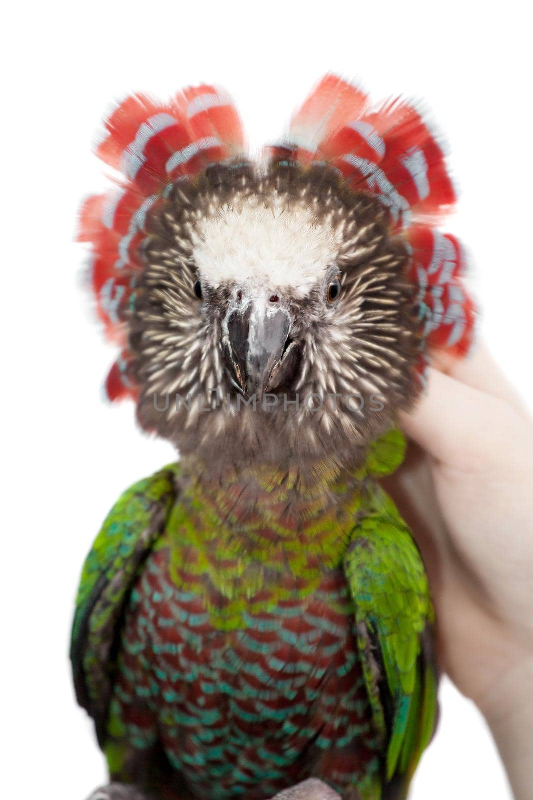 Hawk-headed Parrot, Deroptyus accipitrinus, isolated on white