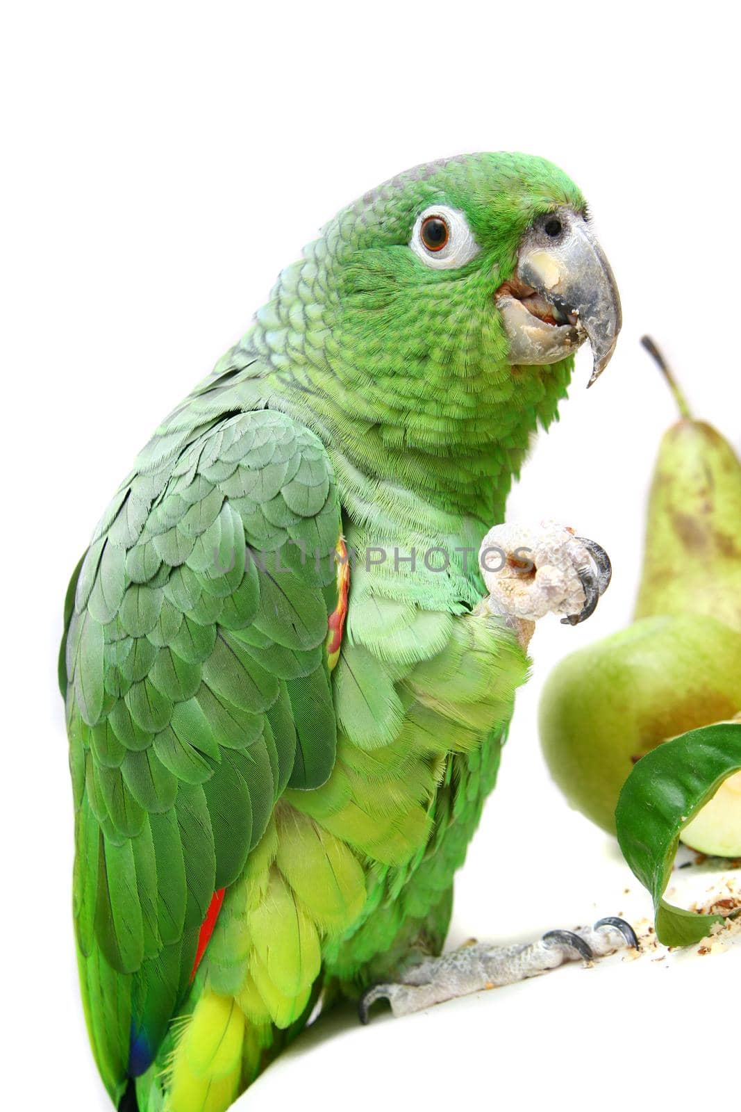Mealy Amazon parrot, Amazona farinosa eating of a white background