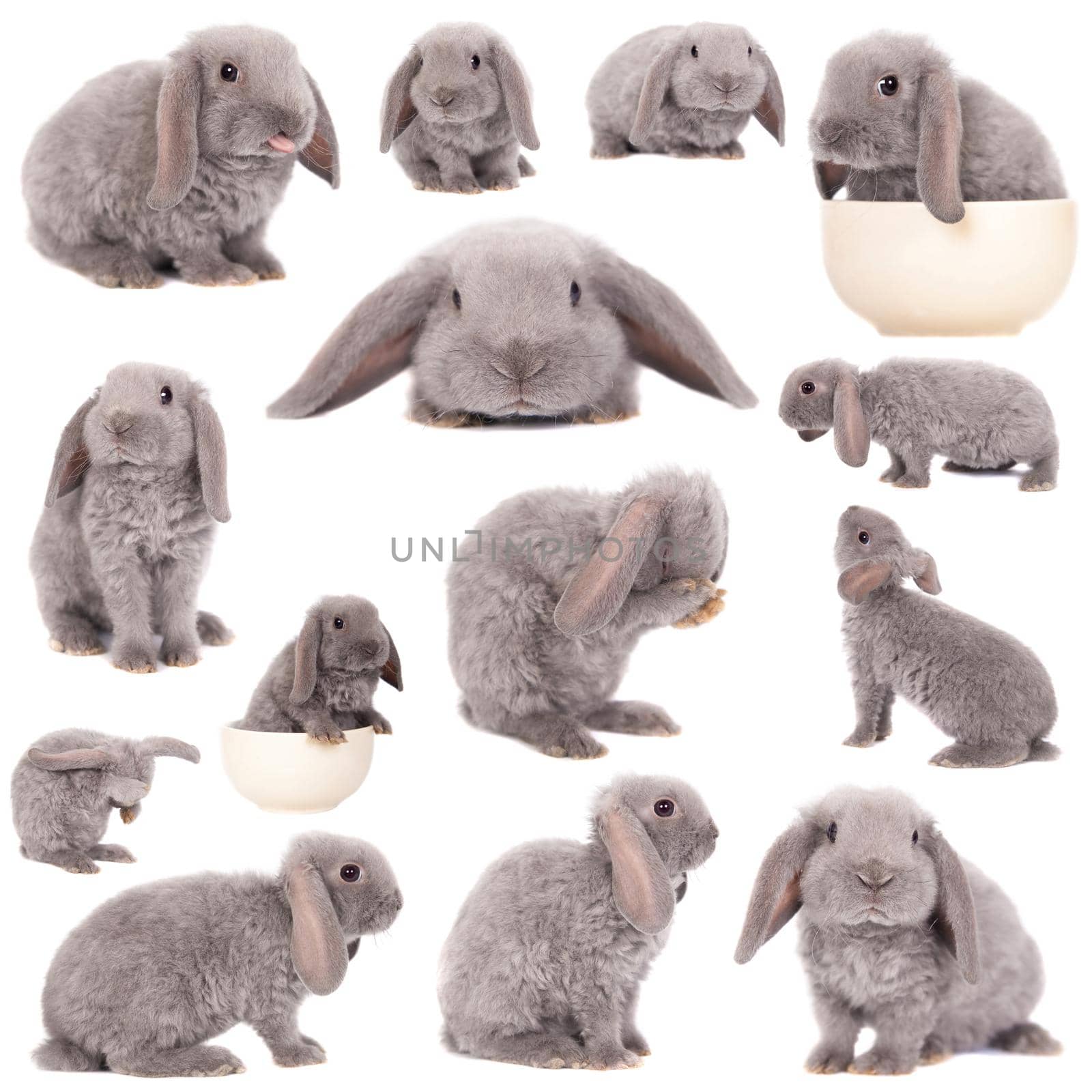 Grey lop-eared rabbit rex breed by RosaJay