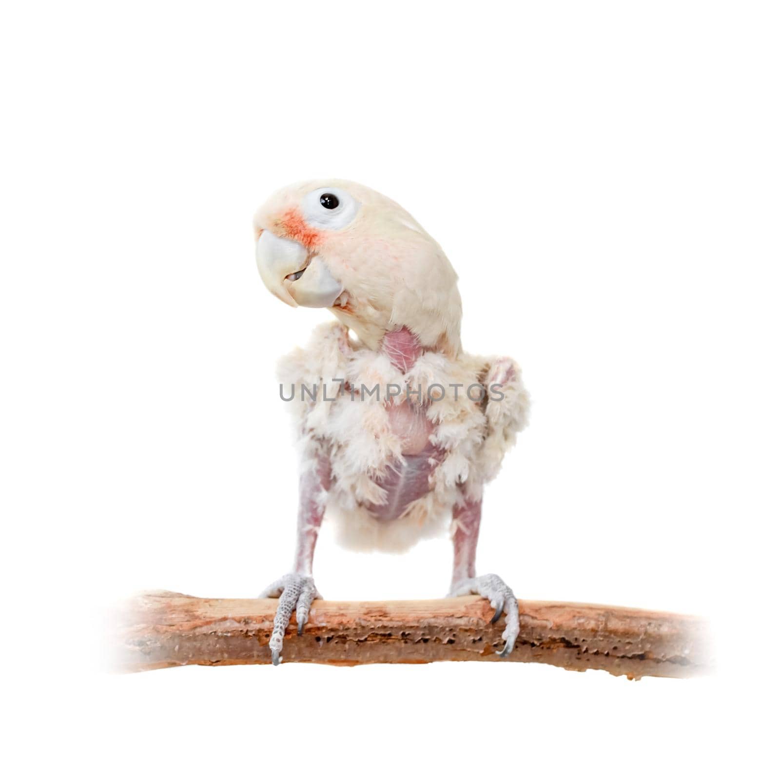 Tanimbar corella or Goffin's cockatoo on white by RosaJay