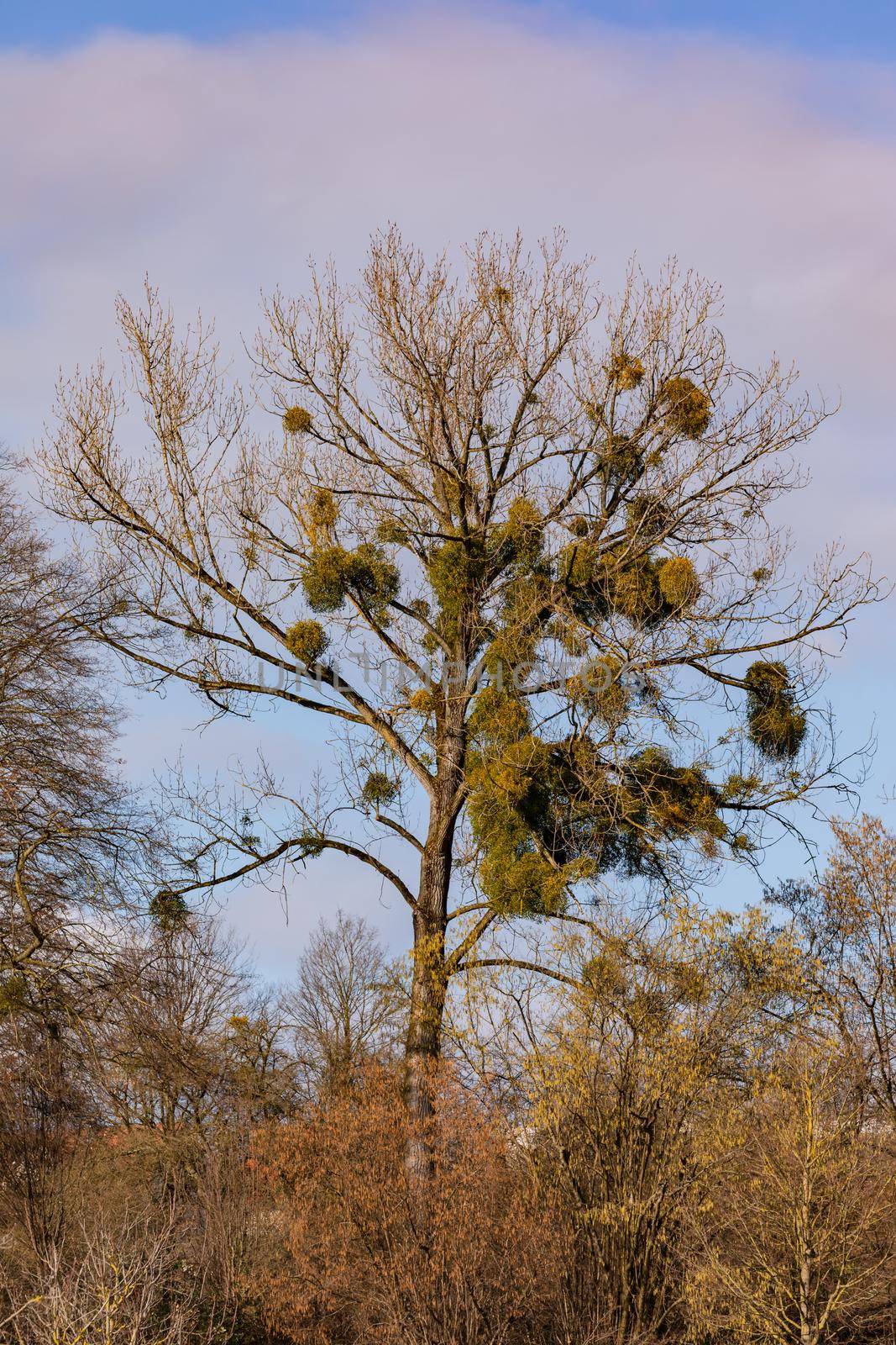 A prominent row of trees on the edge of a field with many medlars