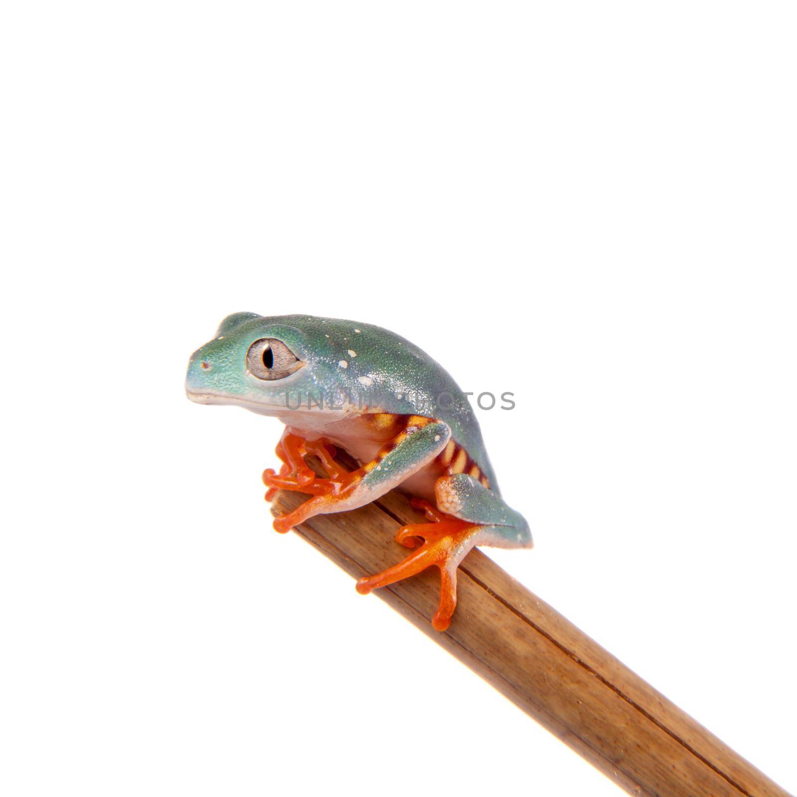 Barred leaf frogling, Phyllomedusa tomopterna, isolated on white background