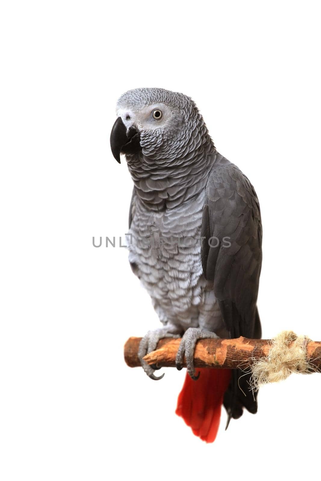 African Grey Parrot - Psittacus erithacus, isolated on a white background