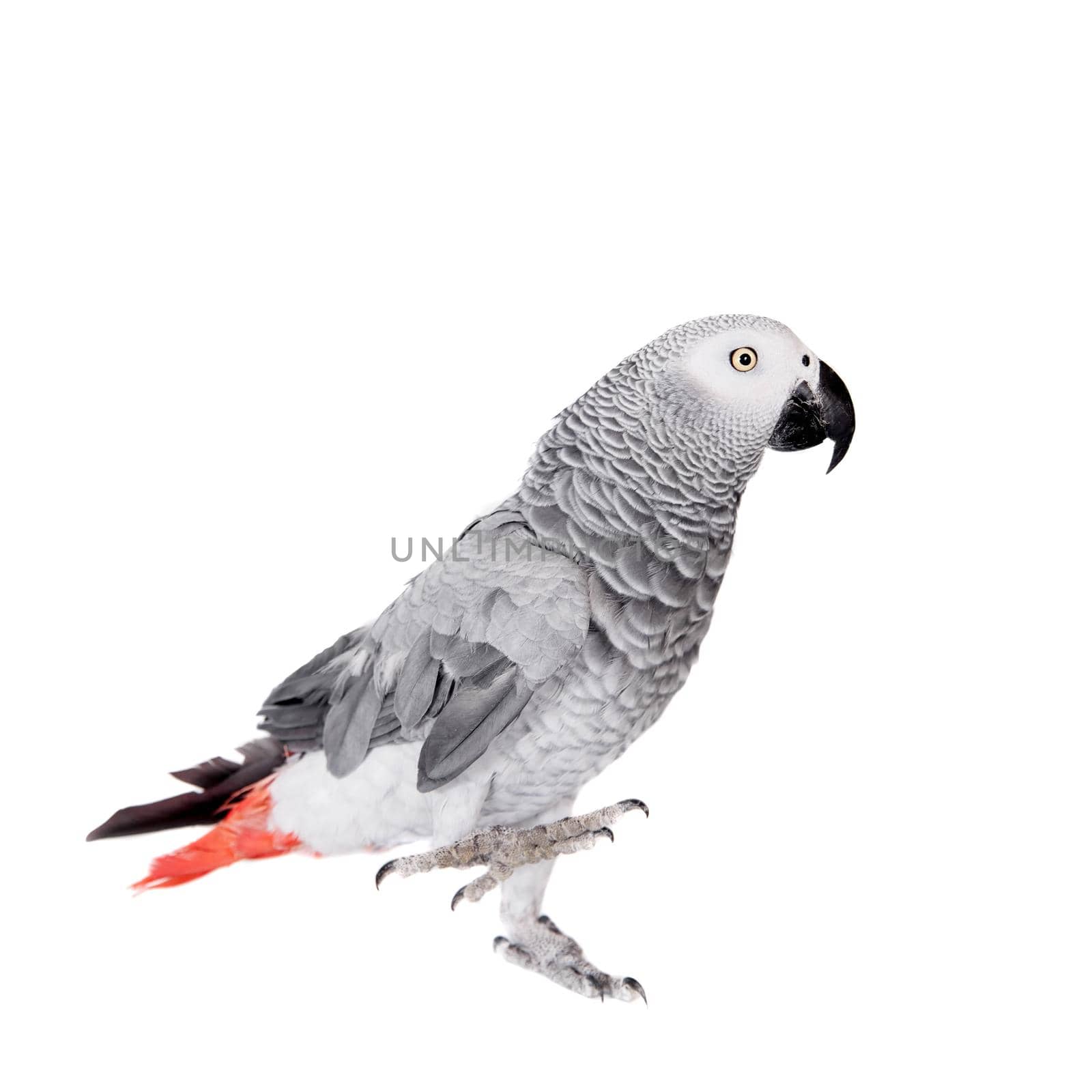 African Grey Parrot, isolated on white background by RosaJay