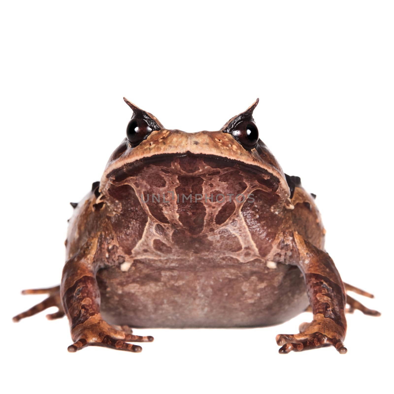 Annam spadefoot toad on white by RosaJay