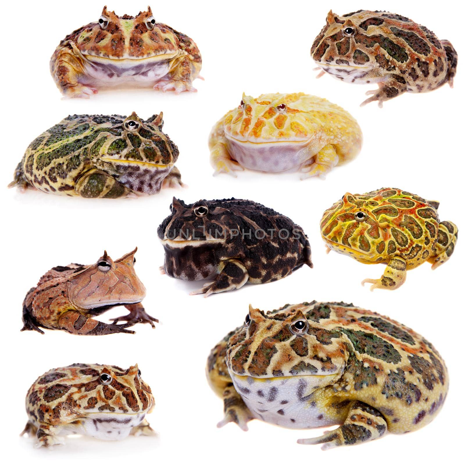 The horned frogs or pacmans set isolated on white background