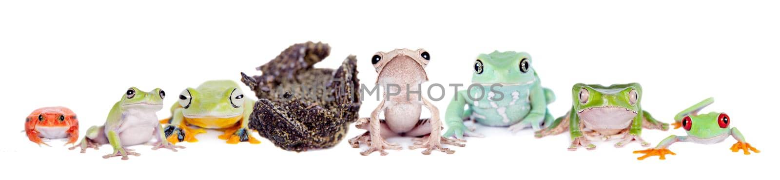 Reinwardt's flying tree frog, Rhacophorus reinwardtii, isolated on white