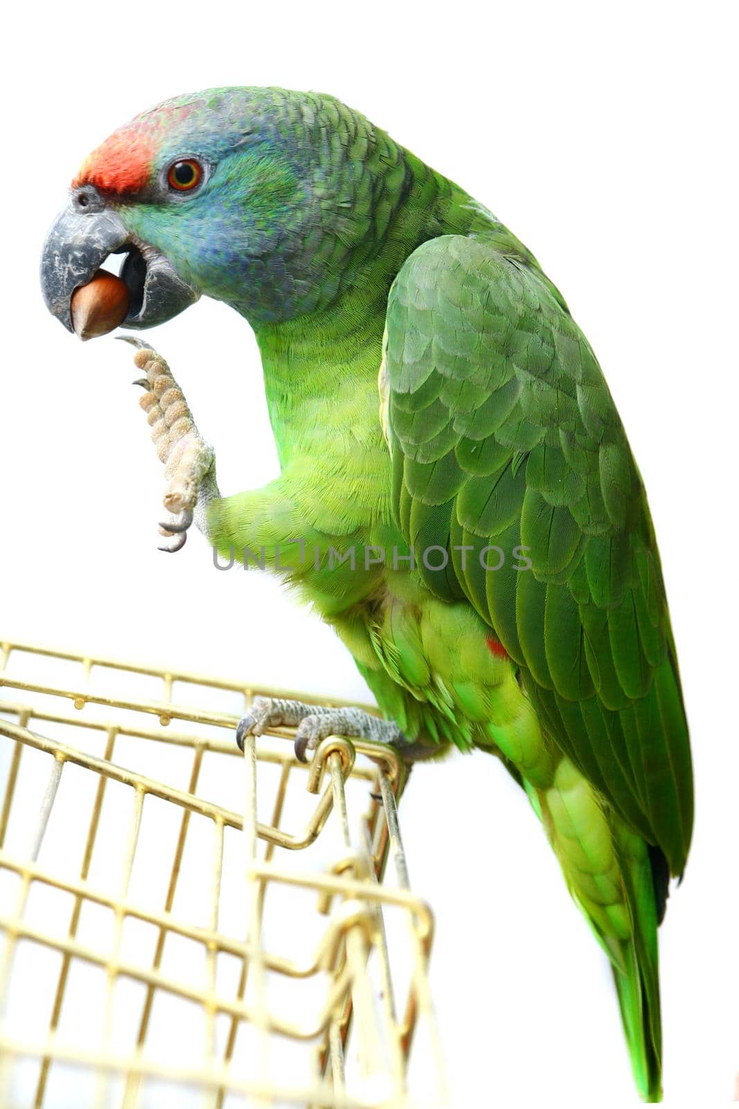 Flying festival Amazon parrot on white by RosaJay