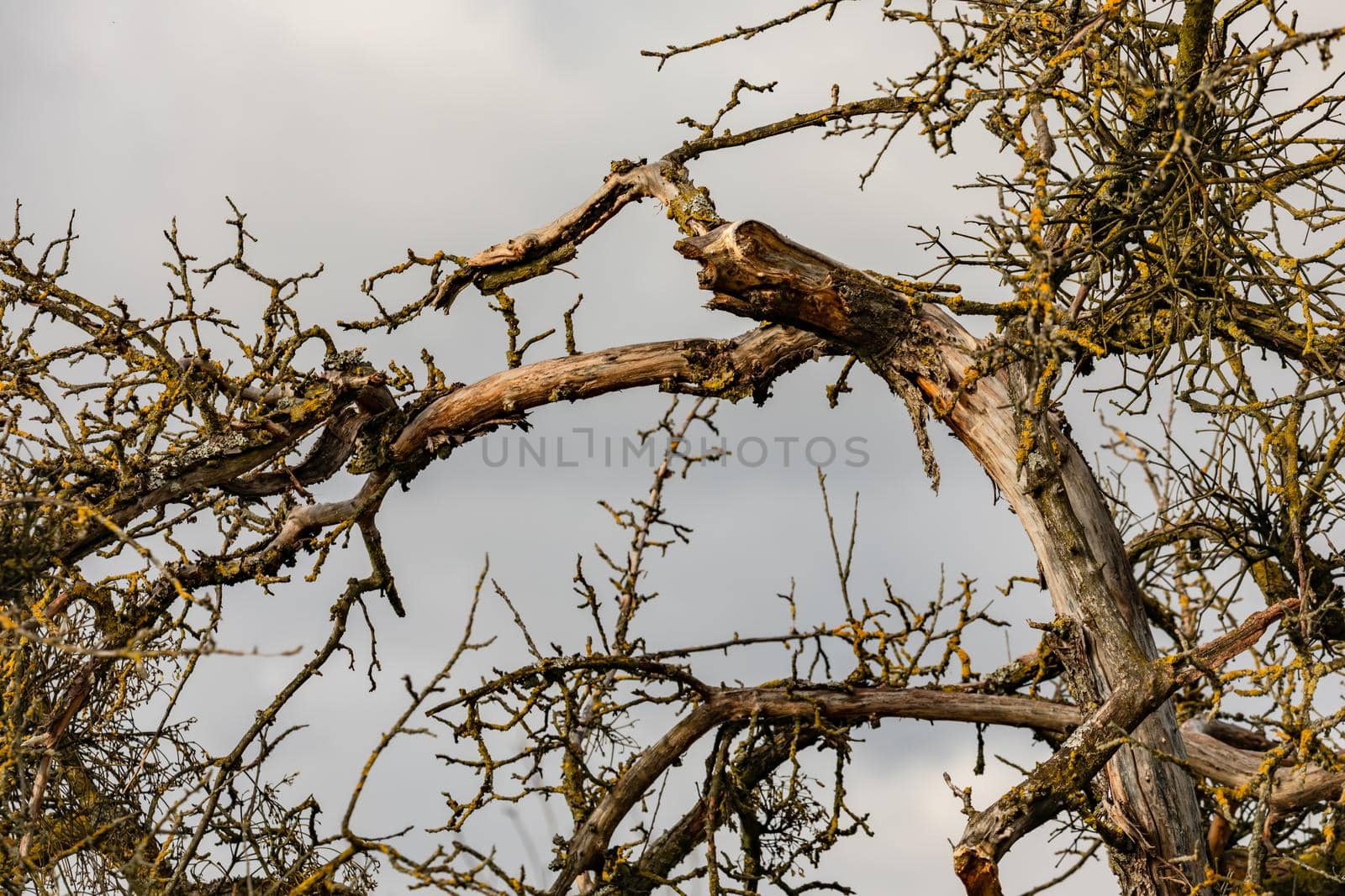 After the strong wind in winter, the damage and the tree breakage become apparent