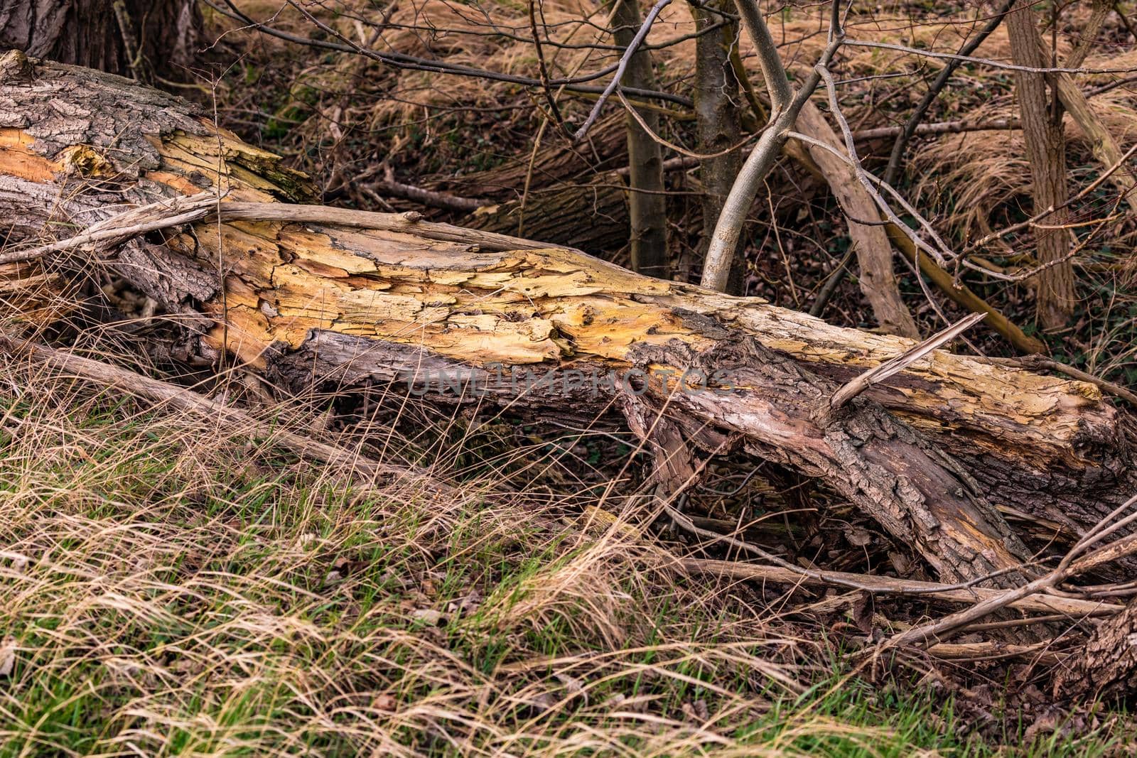 A dead tree trunk lies on the ground in a protected forest and is being broken down into its individual parts