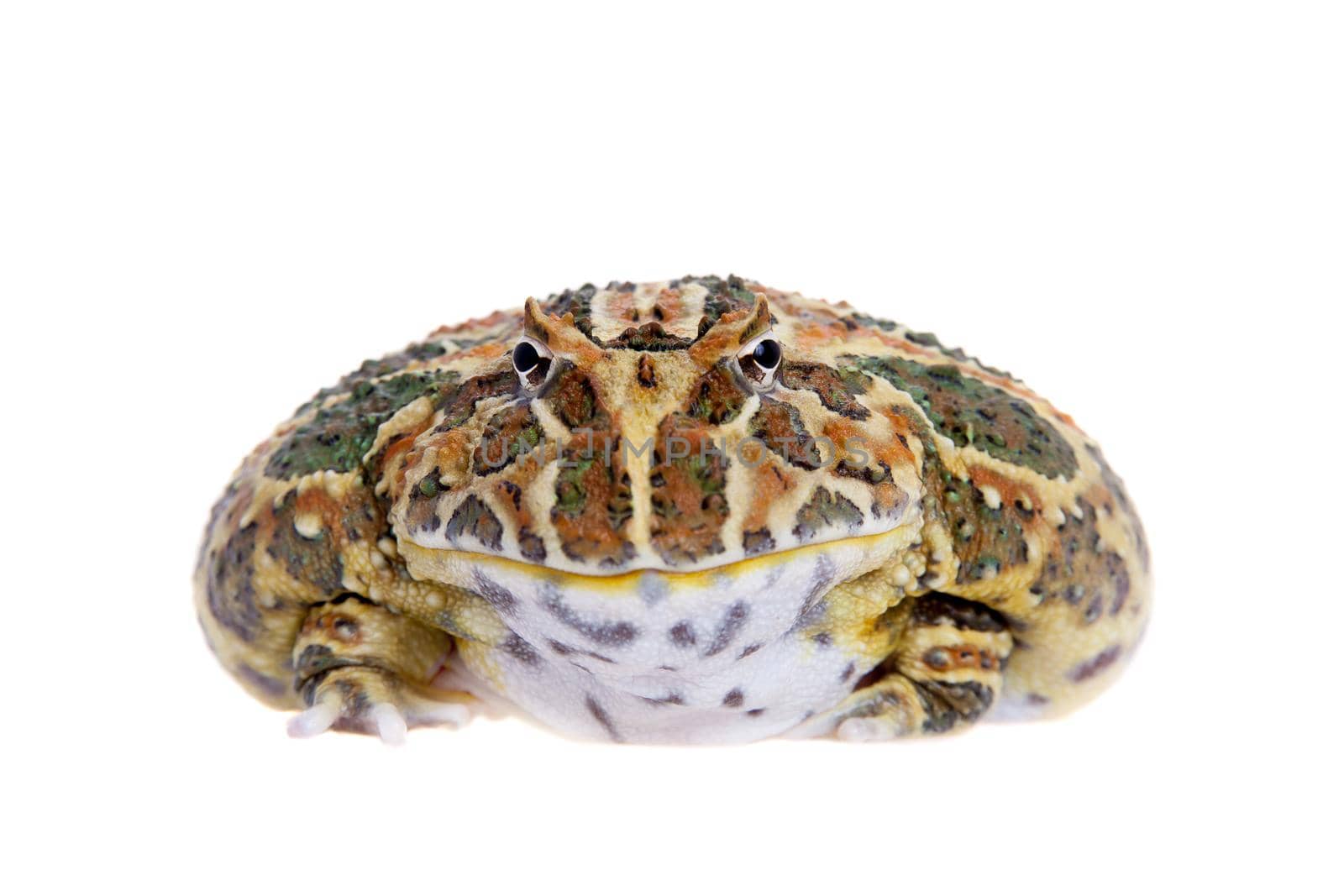 The Cranwell's horned frog, Ceratophrys cranwelli, isolated on white background