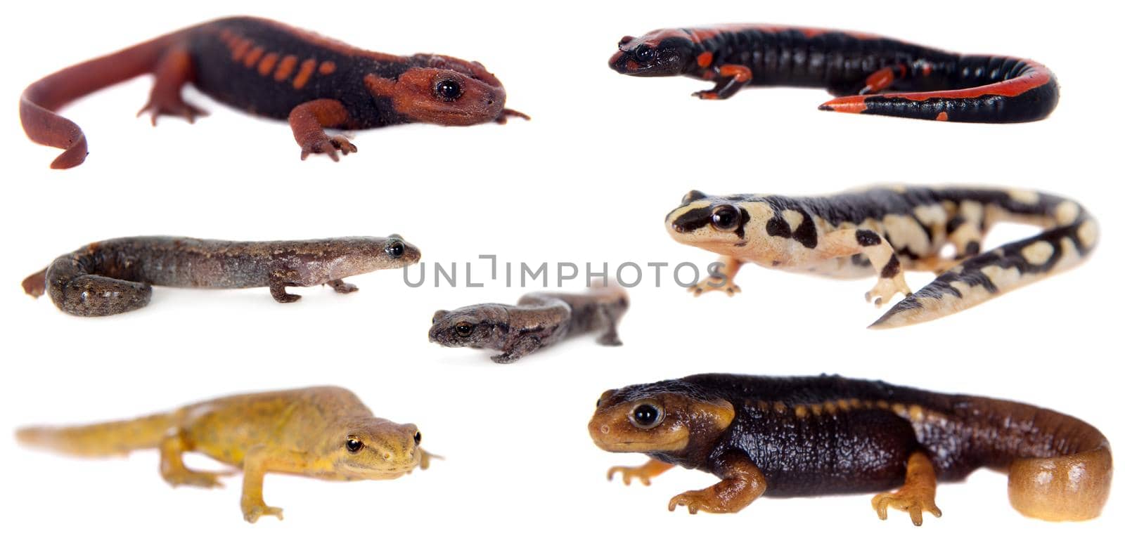 Newts and salamanders on white by RosaJay