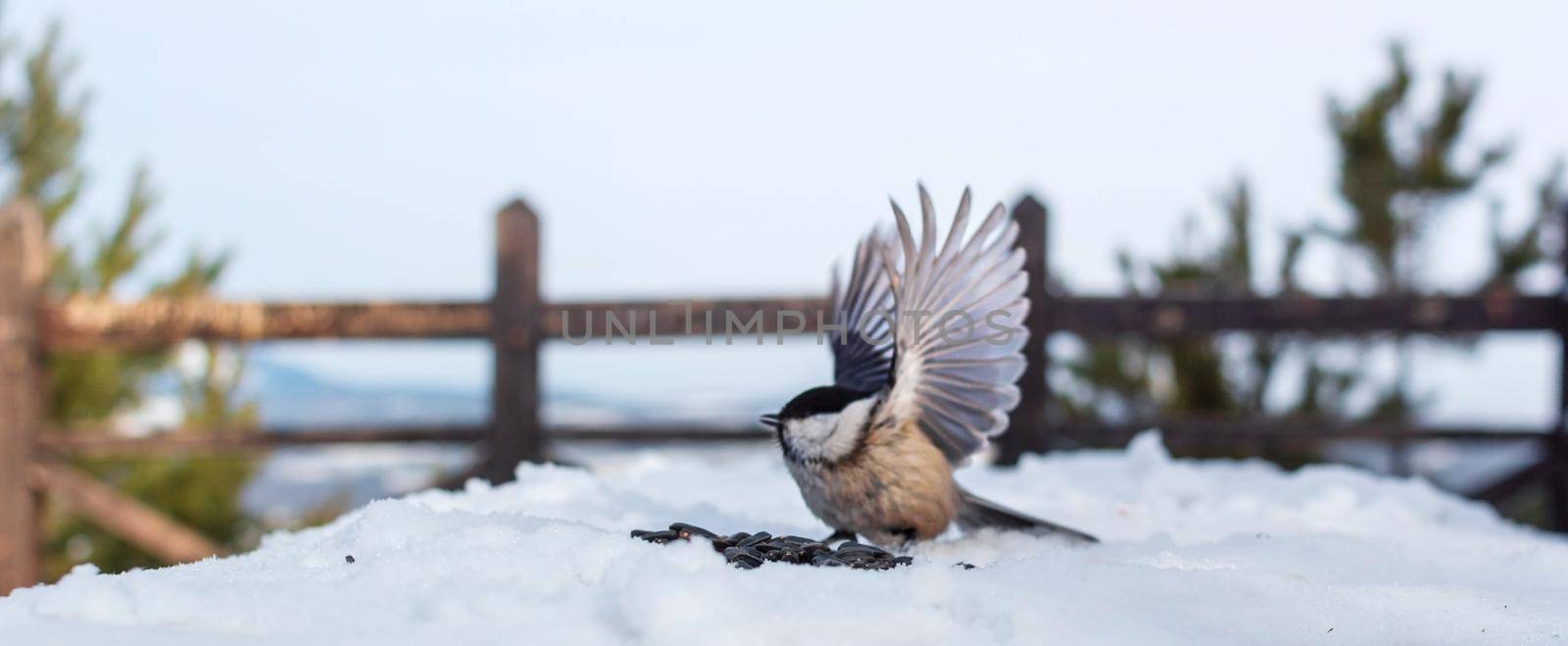 Cute wild tiny bird willow tit flaps its wings on snowy observation deck in pine forest park at cold winter, scenic view of natural mountain landscape, banner image