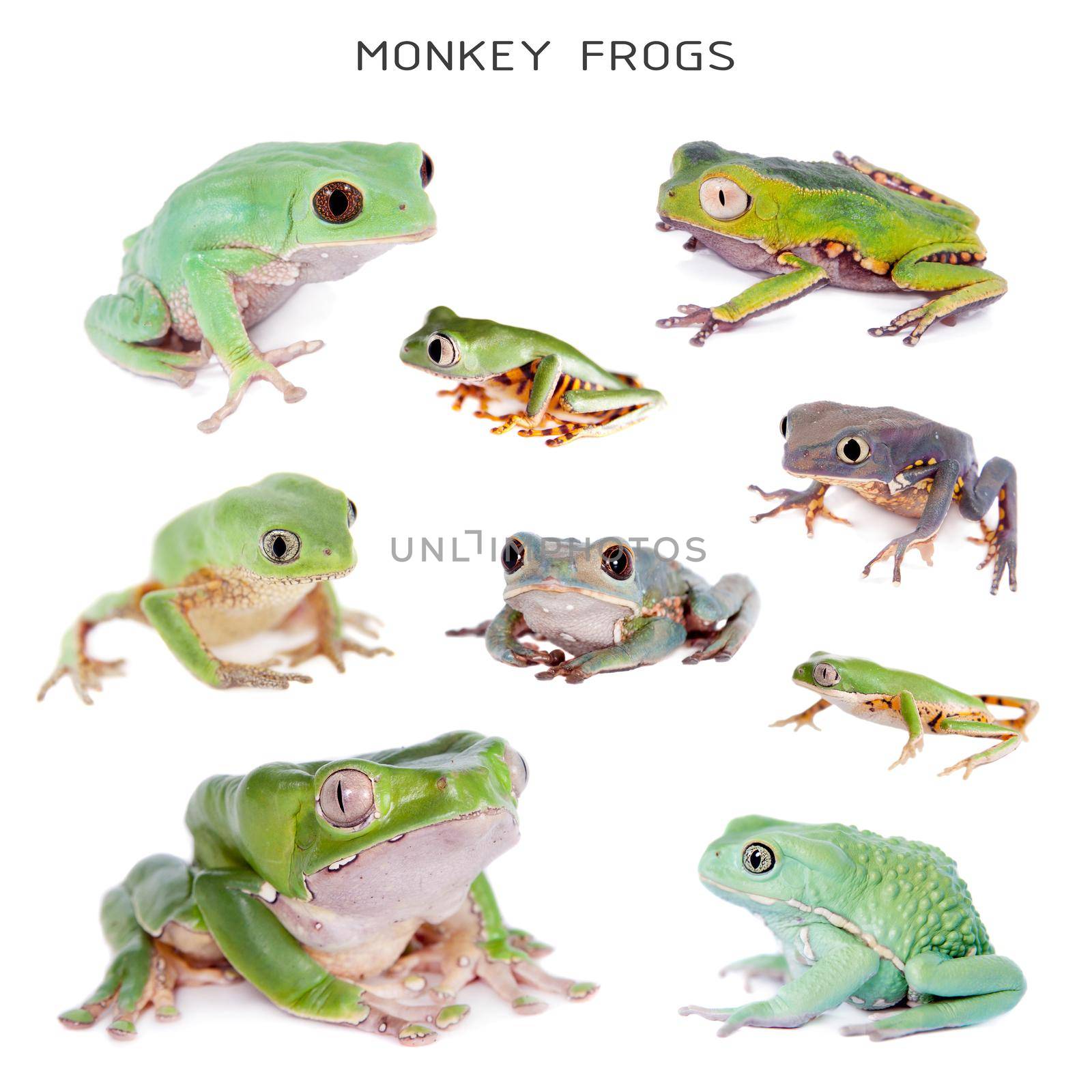 Monkey Leaf Frogs set on white by RosaJay