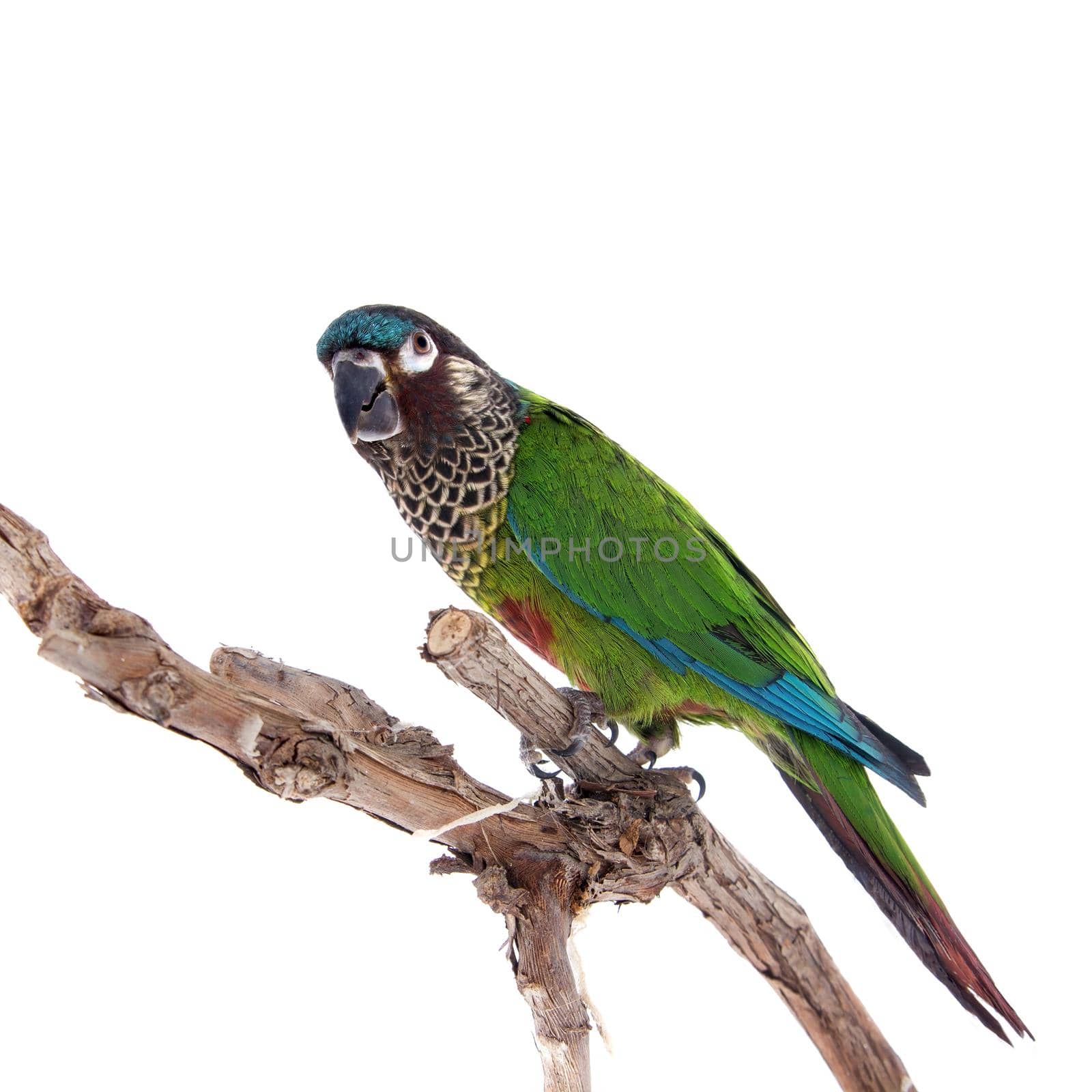 The painted conure, pyrrhura picta, isolated on white background