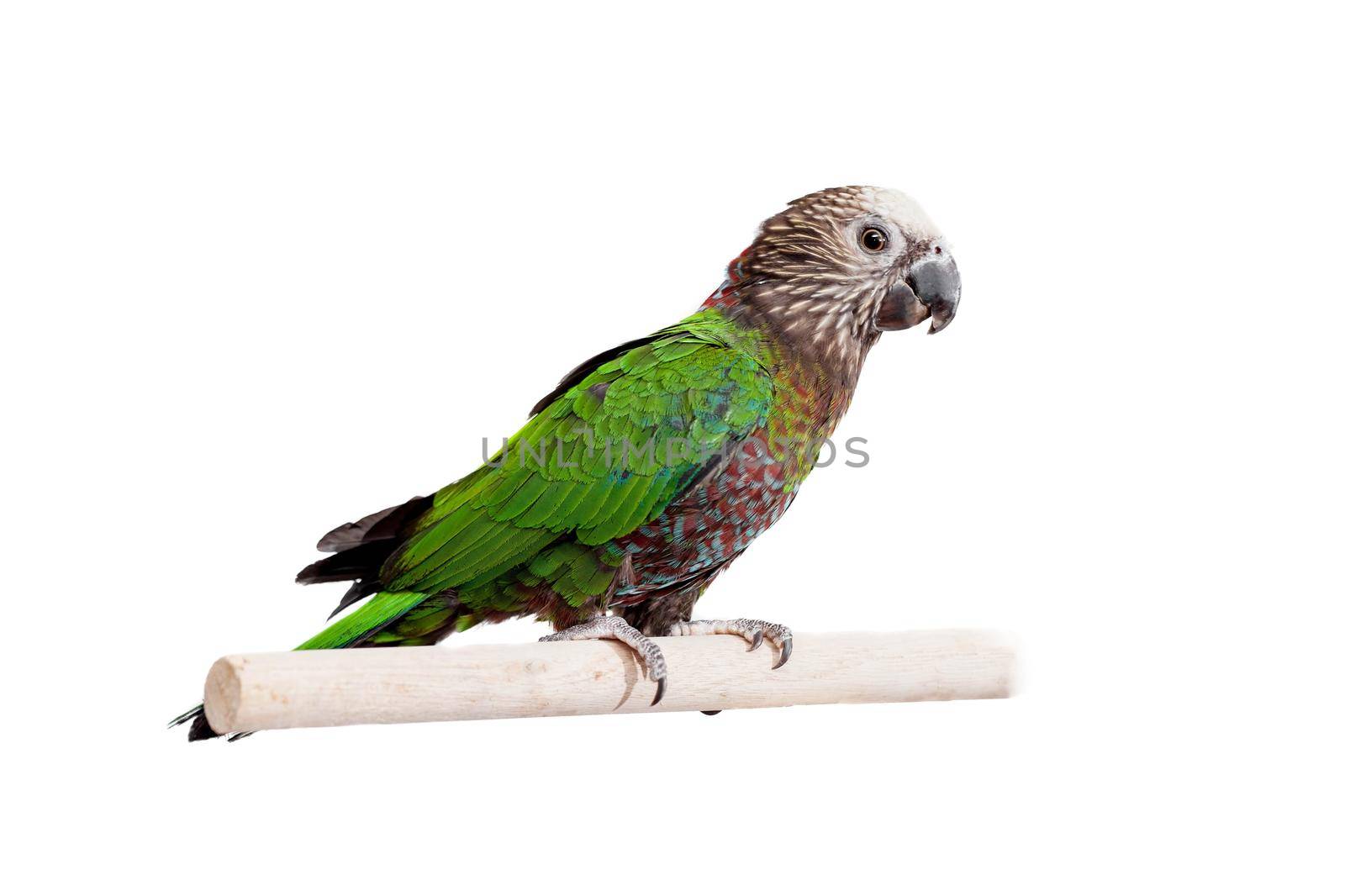 Hawk-headed Parrot, Deroptyus accipitrinus, isolated on white