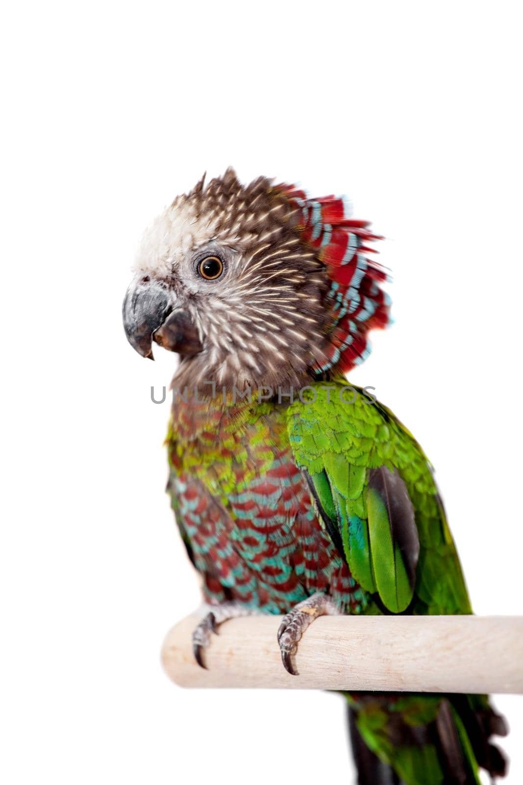 Hawk-headed Parrot, Deroptyus accipitrinus, isolated on white