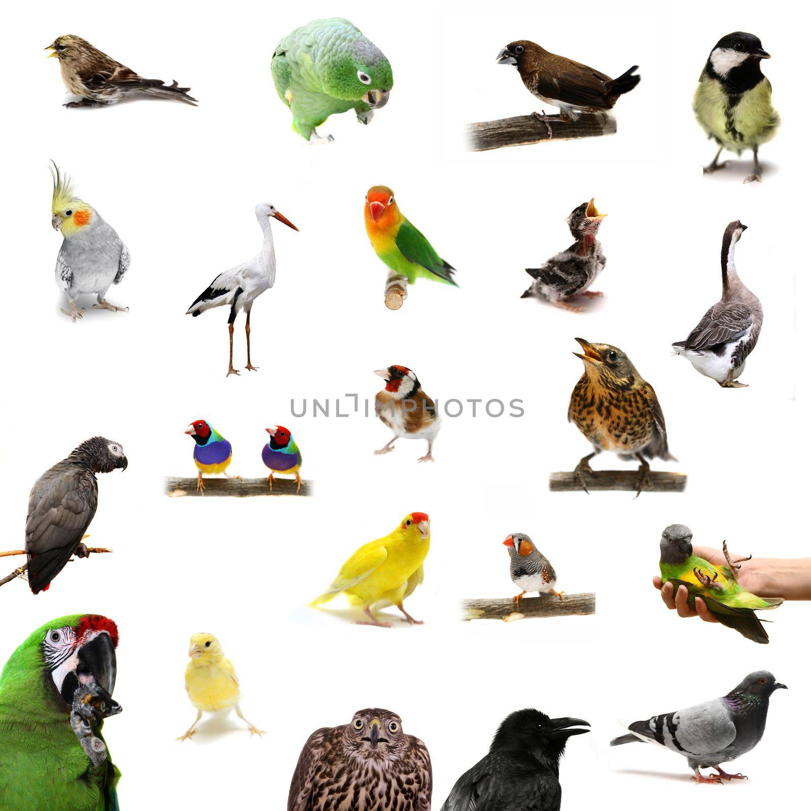 Group of birds isolated on the white background