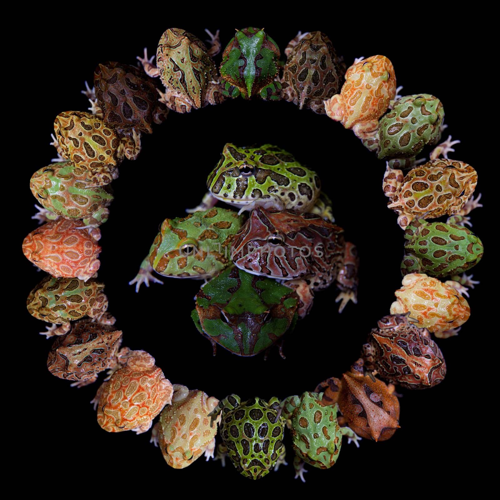 The pacman frogs in ring, Ceratophrys genus, isolated on black background