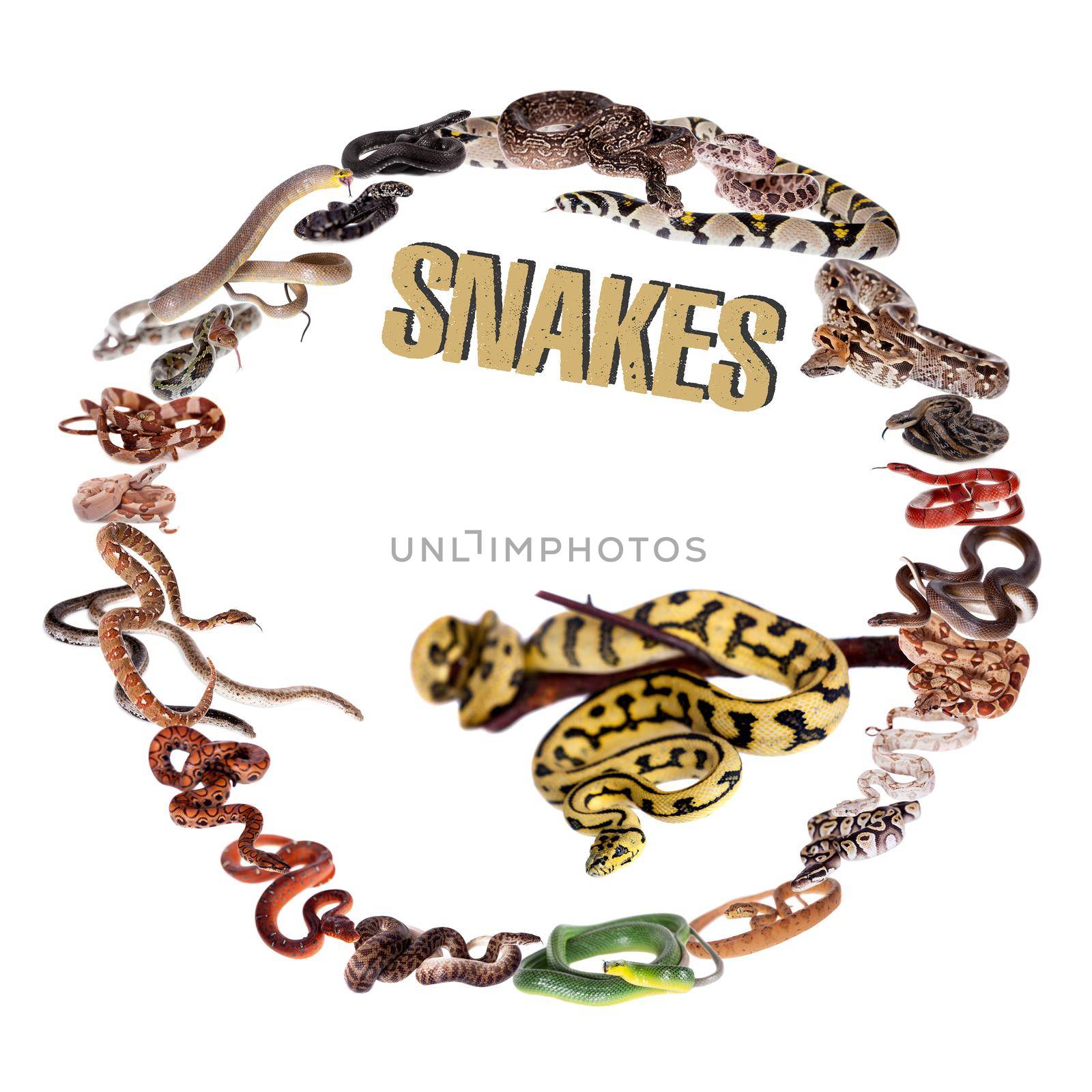 Different species of snakes circle set on white by RosaJay