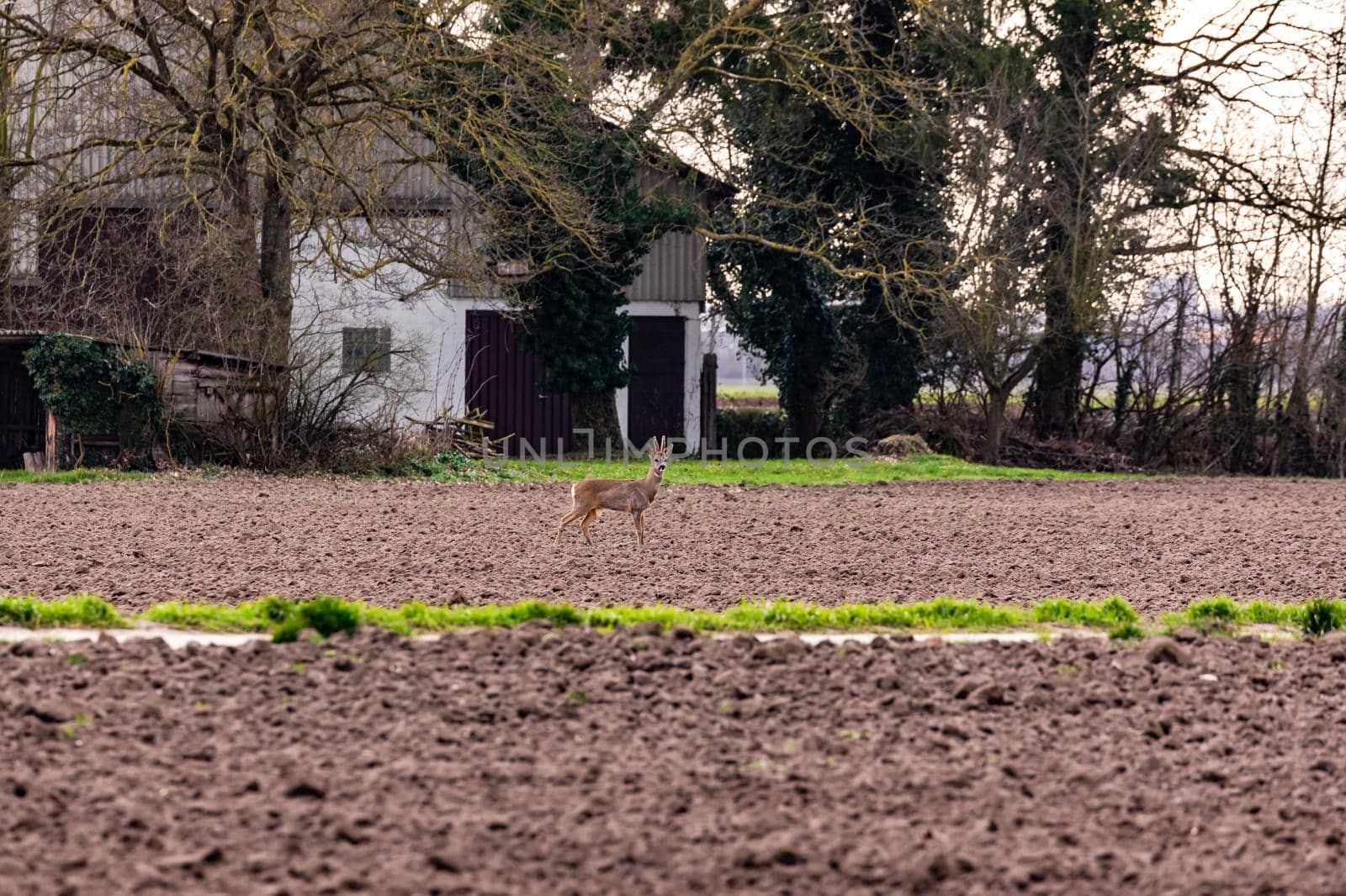 In search of food, a deer roams the fields and meadows at a farm