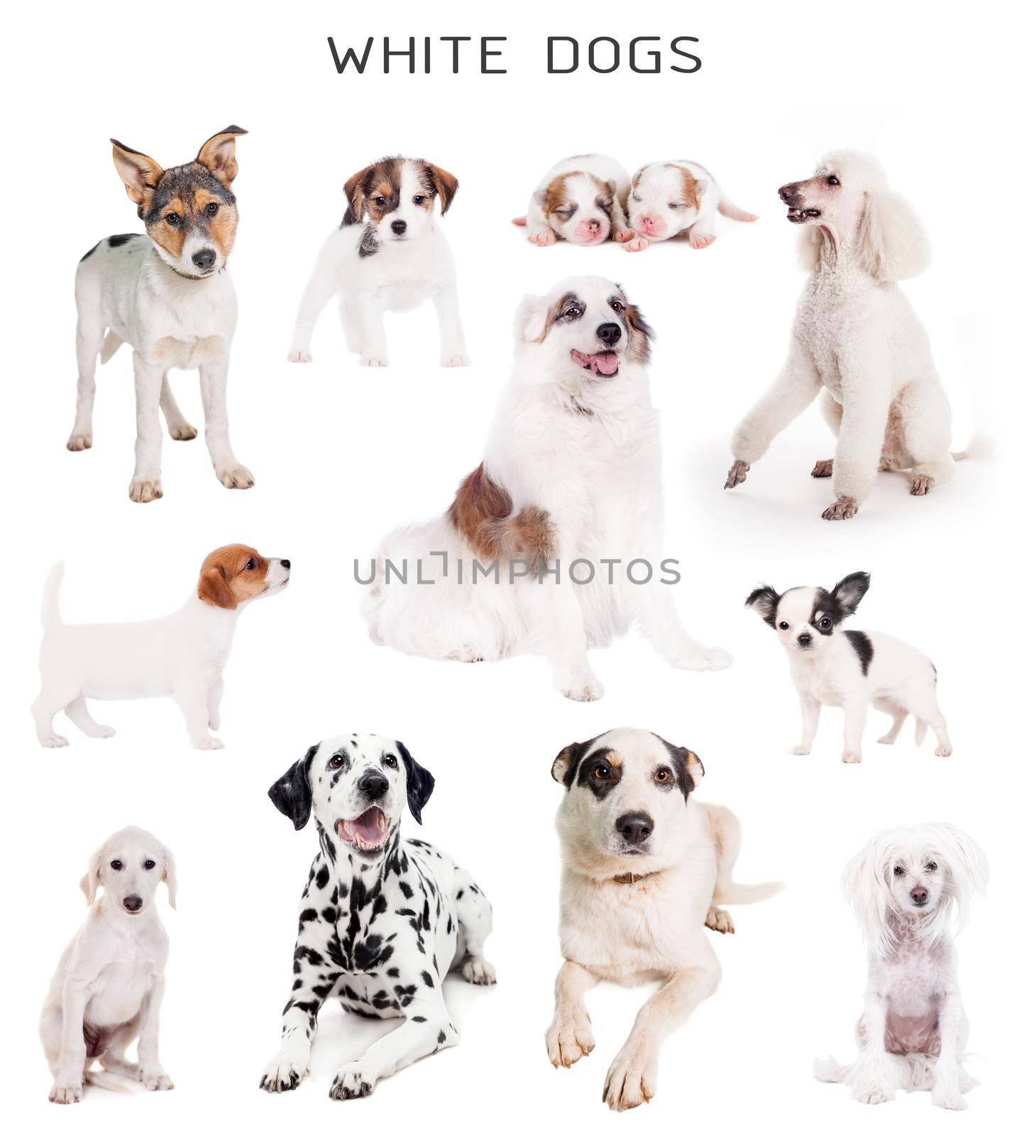 Set of white dogs isolated on white background