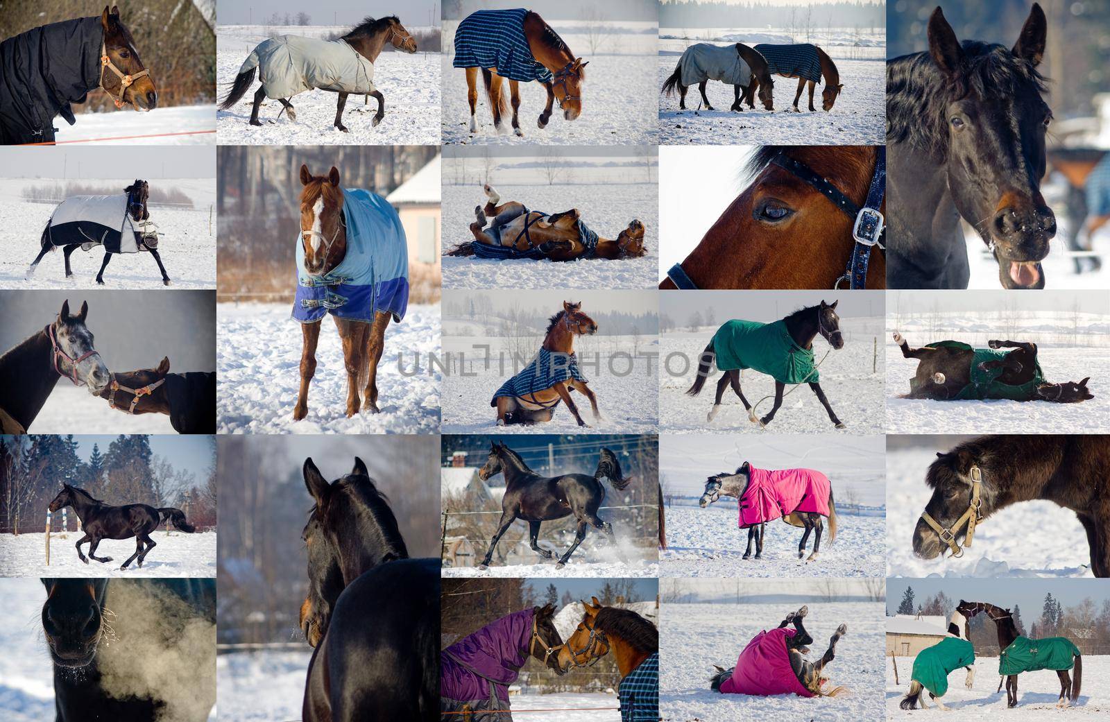 Collage of winter pictures. Horses playing in snow