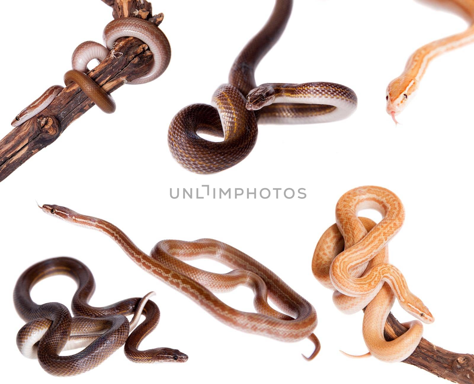 House Snakes set on white by RosaJay