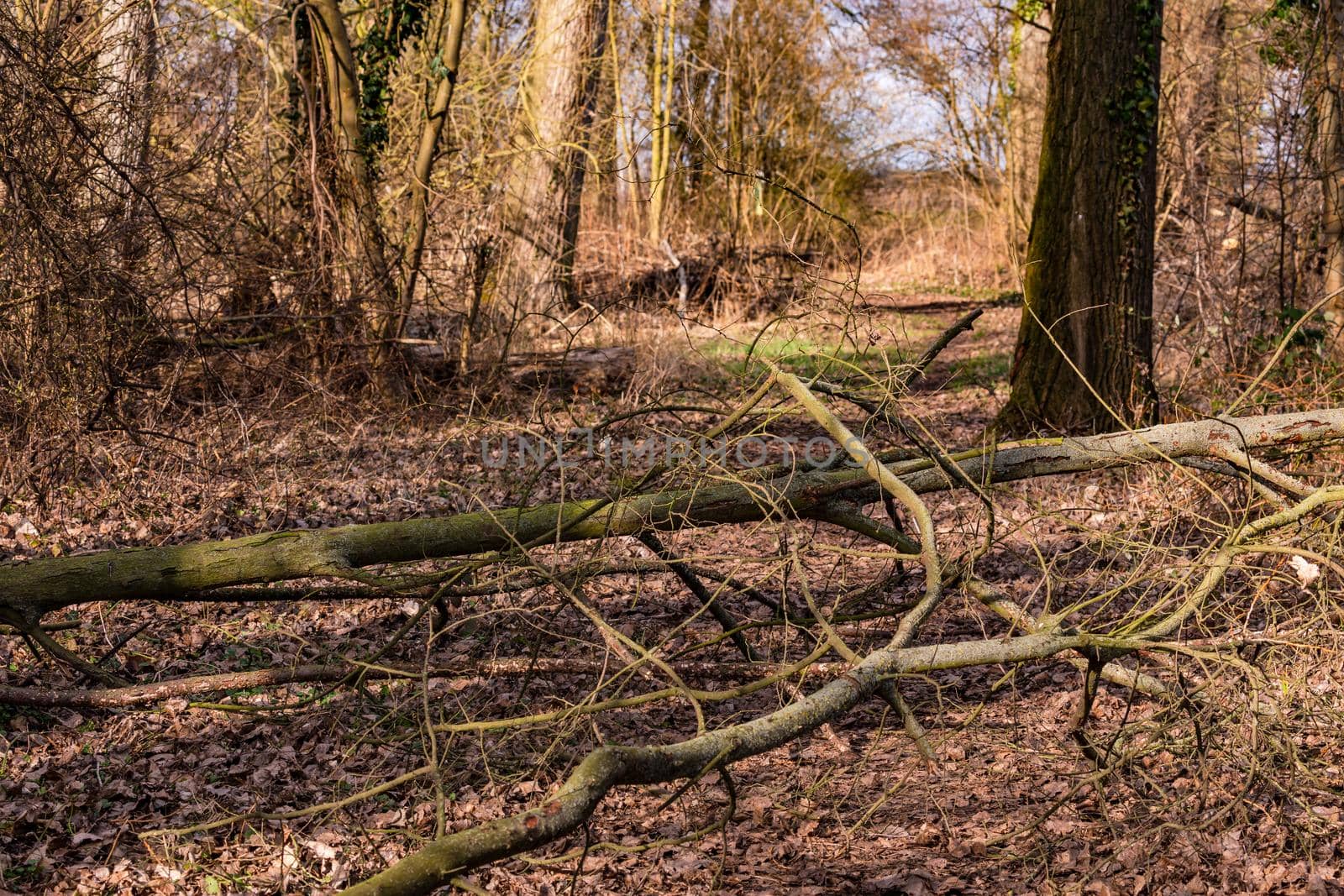 A forest path is blocked by fallen branches and trees