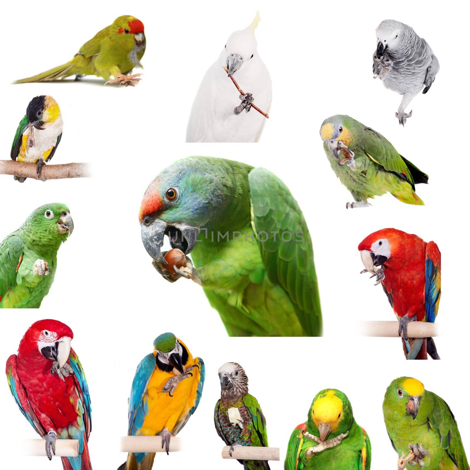 Parrots playing with paws, Isolated on white background