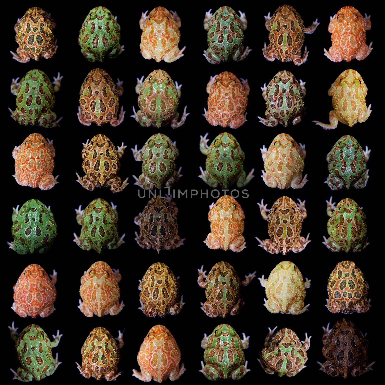 The chachoan horned frogs set isolated on black by RosaJay