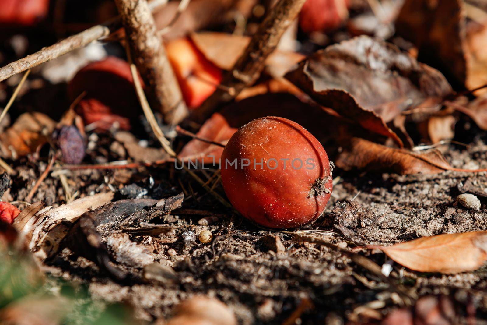 A small apple lies on the dirty floor and will rot to itself