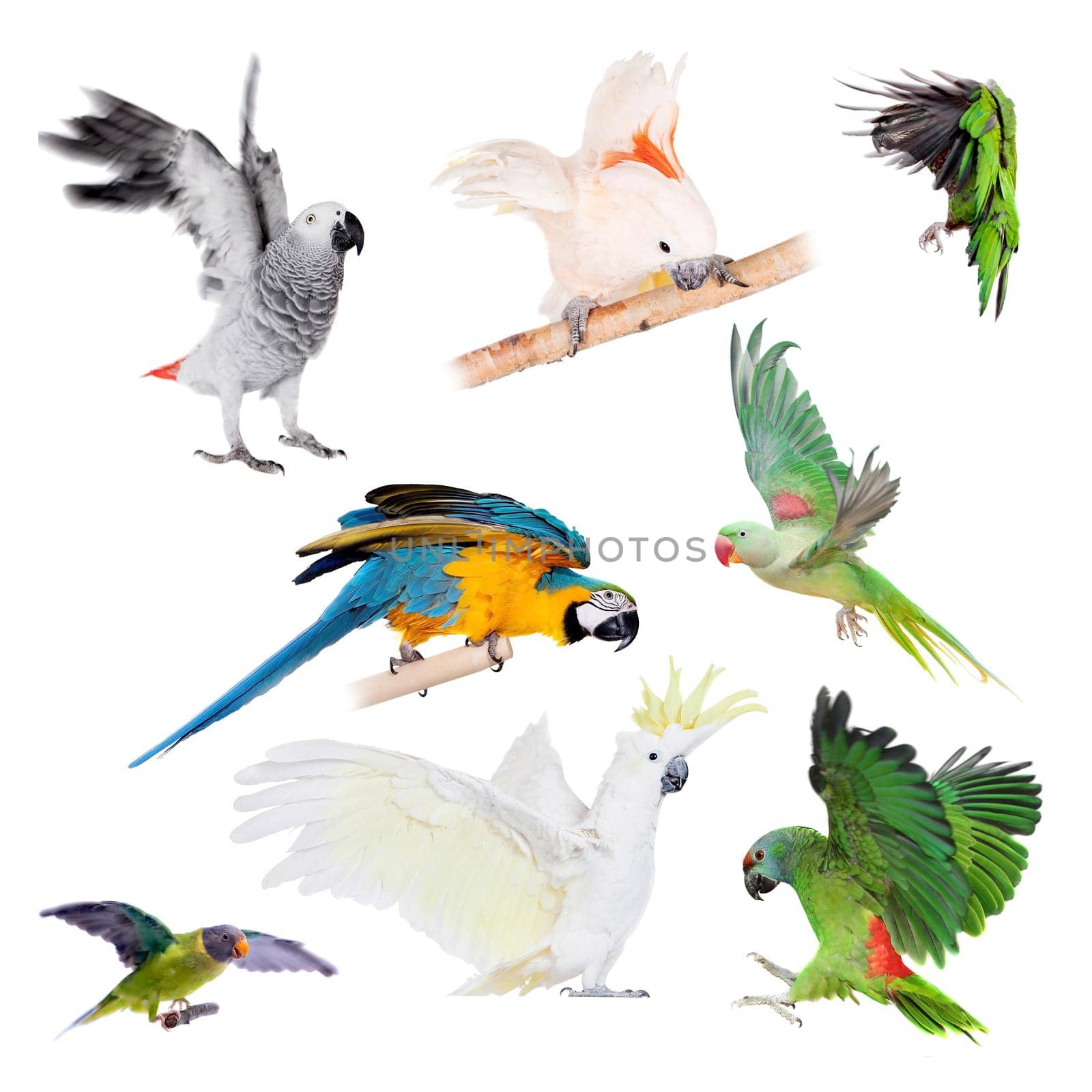 Flying Parrots set isolated on the white background