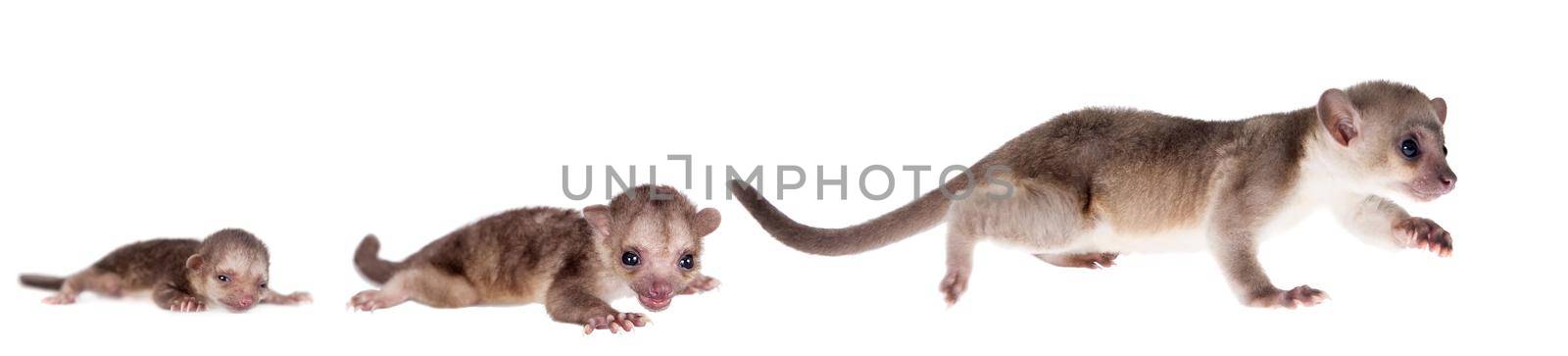 Kinkajou, Potos flavus, grow up baby isolated on white background