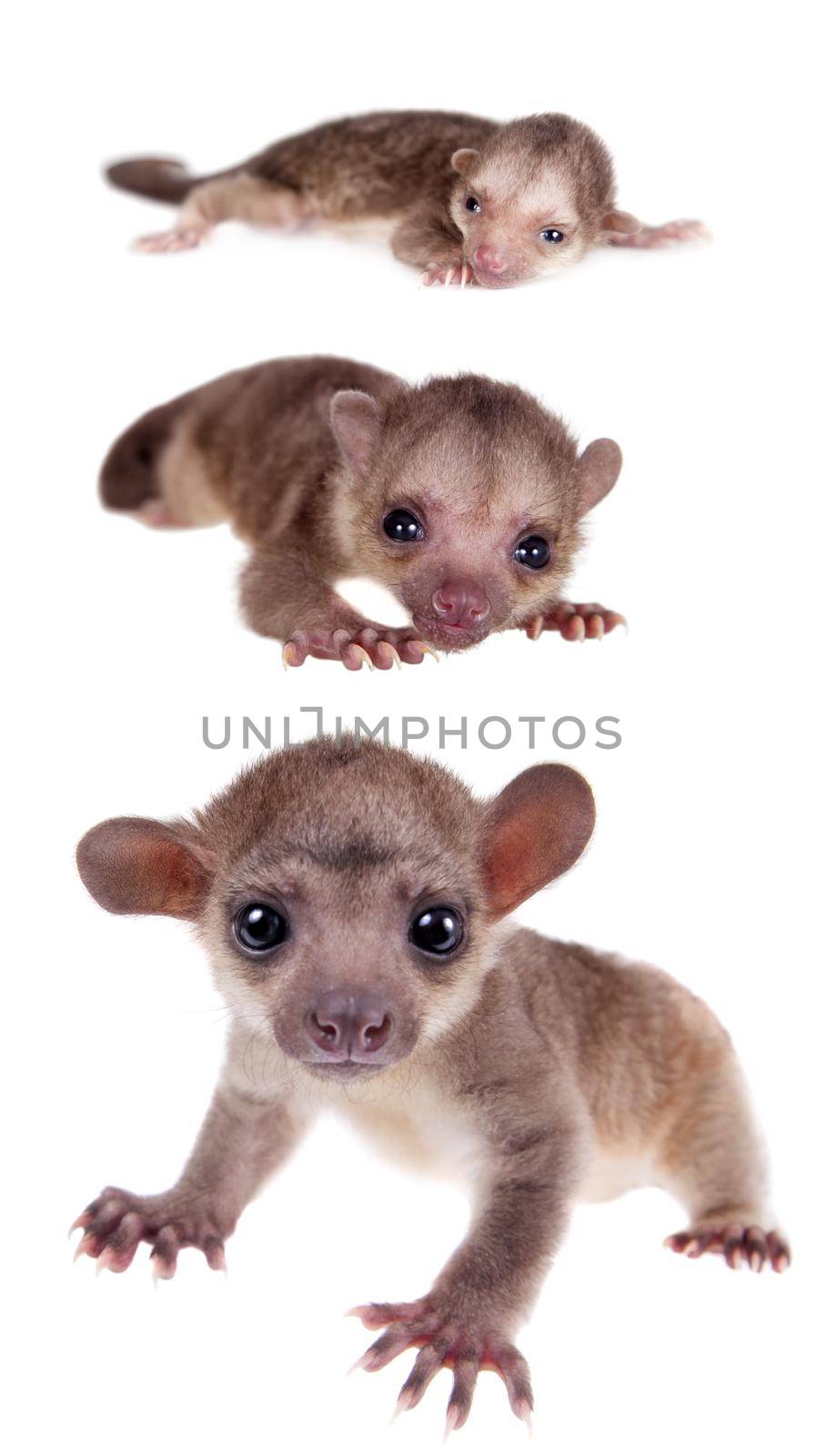 Kinkajou, Potos flavus, grow up set on white by RosaJay