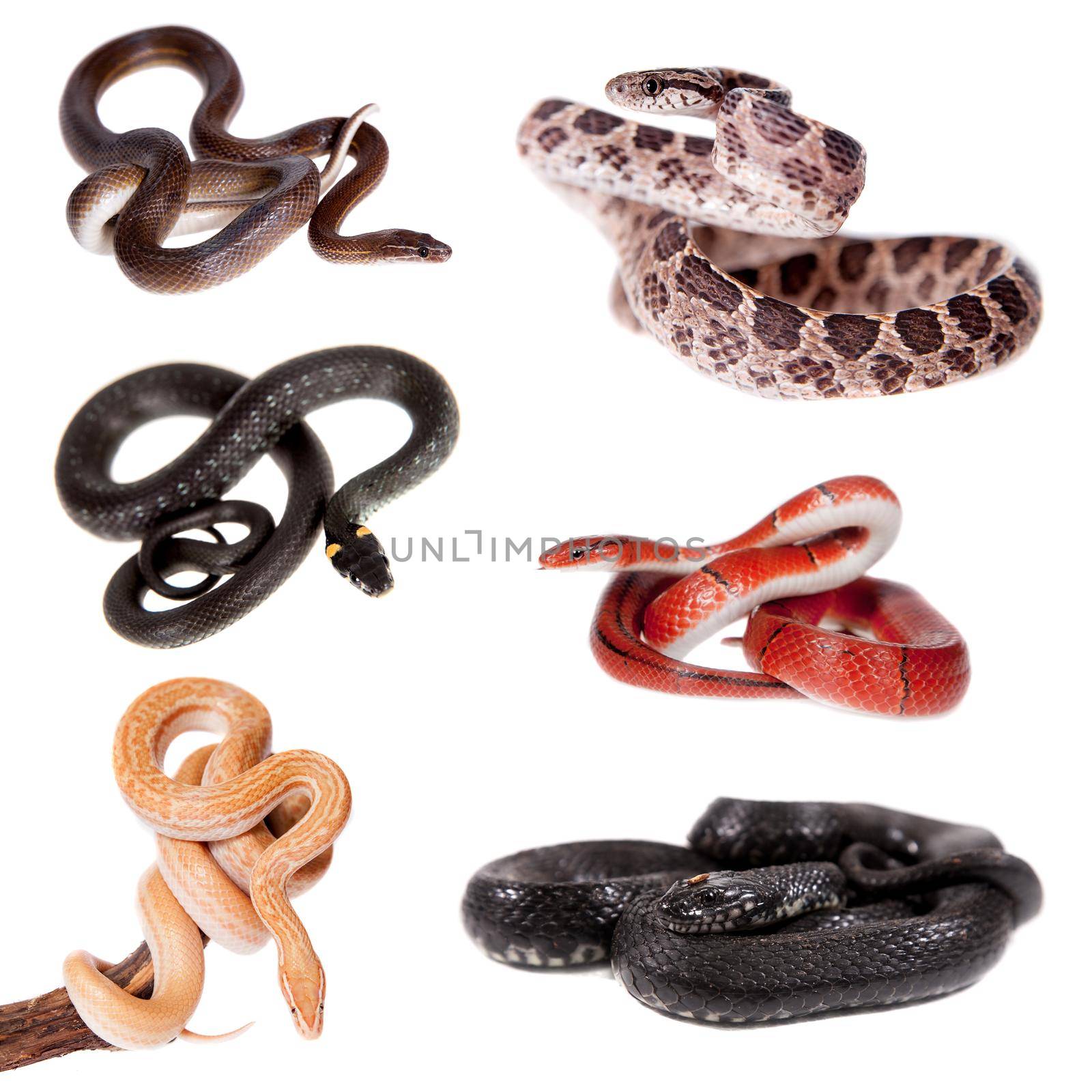 Colubridae snakes set, isolated on white background