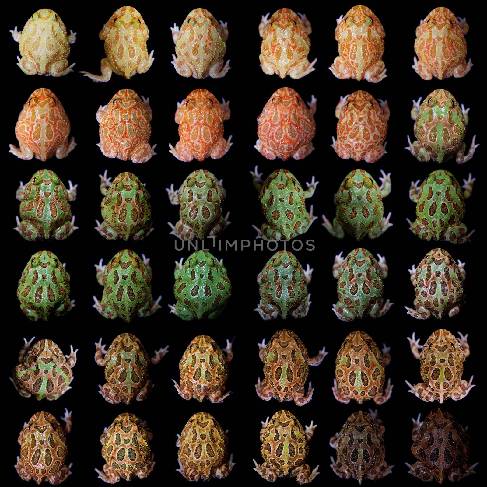 The chachoan horned frogs set, Ceratophrys cranwelli, isolated on black background