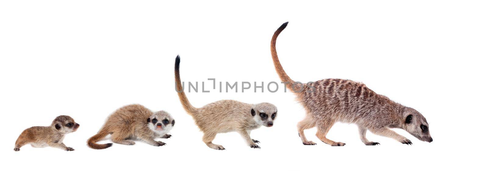 The meerkats or suricates, Suricata suricatta, isolated on white