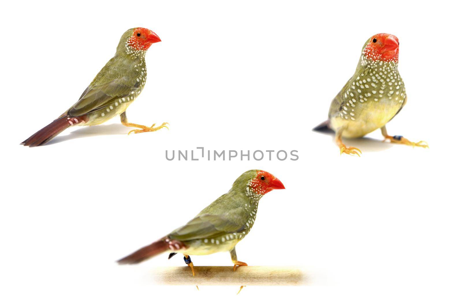 Star Finch - Neochmia ruficauda in front of a white background