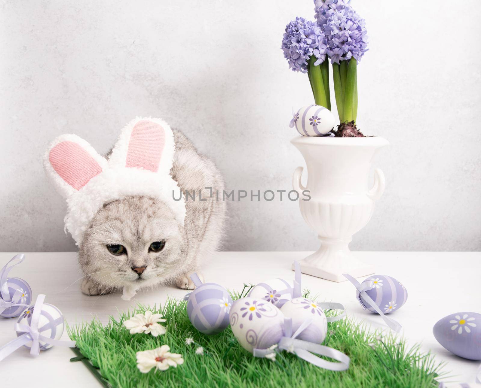 funny kitten in a hat with easter bunny ears, lilac hyacinths in a vase and eggs. High quality photo