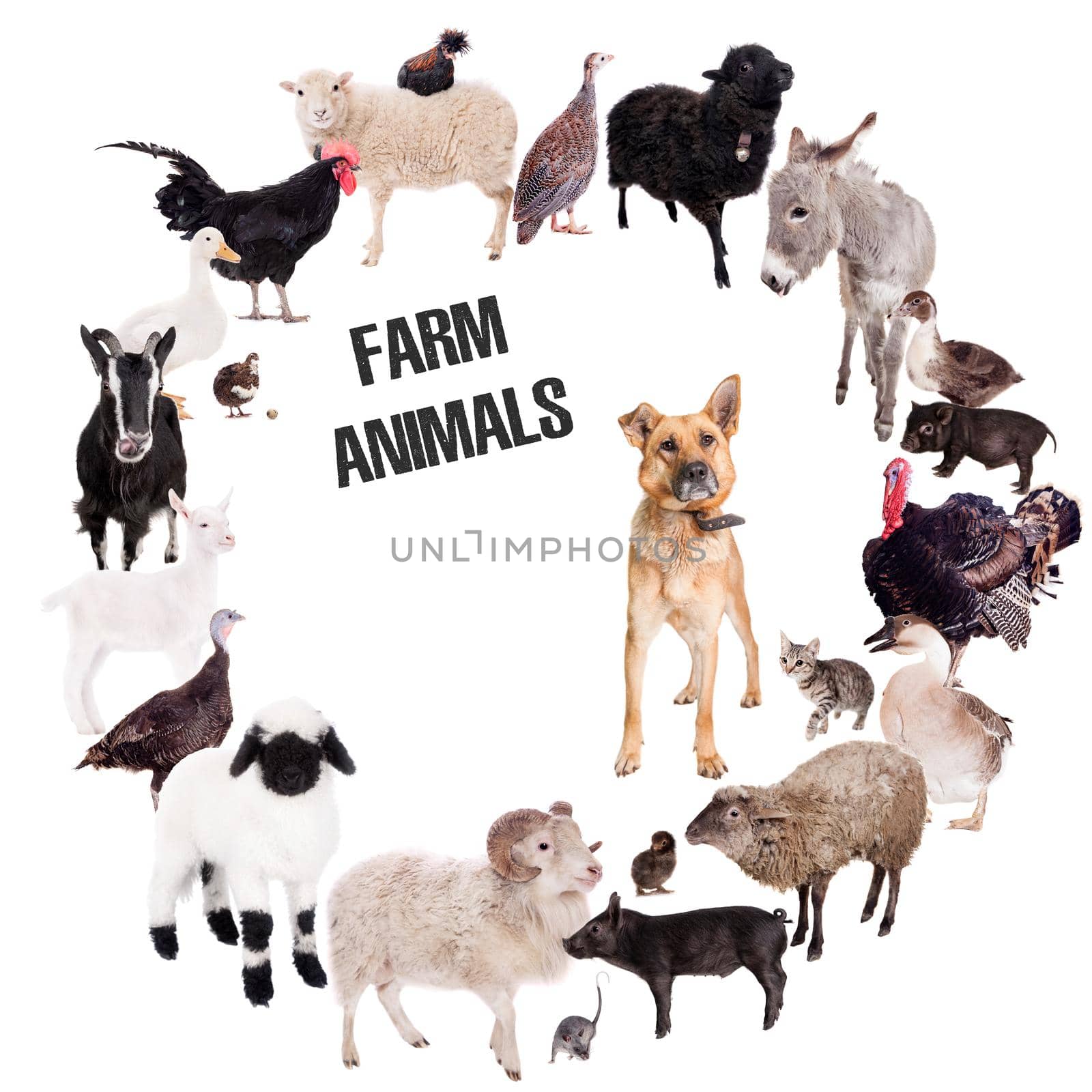 Different farm animals set on white background by RosaJay