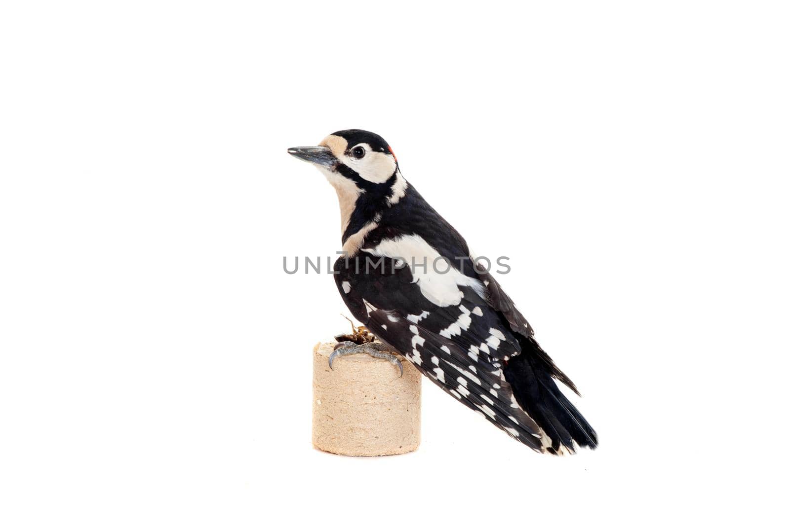 Great Spotted Woodpecker isolated on white background - Dendrocopos major