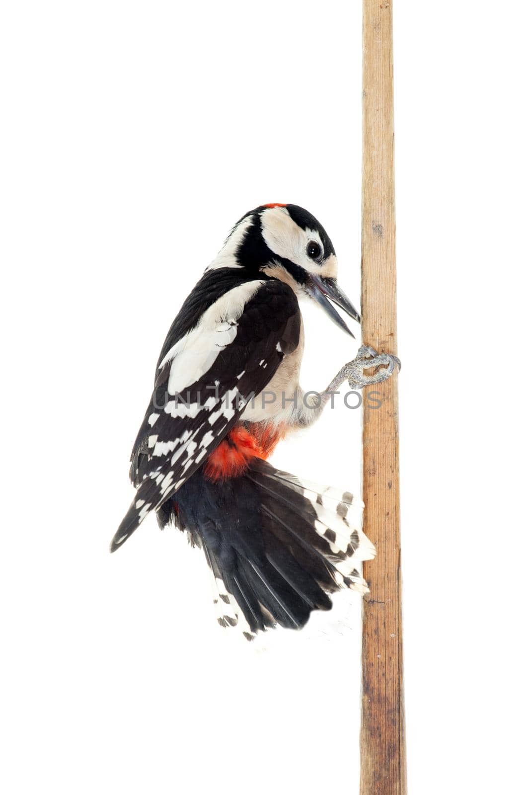 Great Spotted Woodpecker isolated on white background - Dendrocopos major