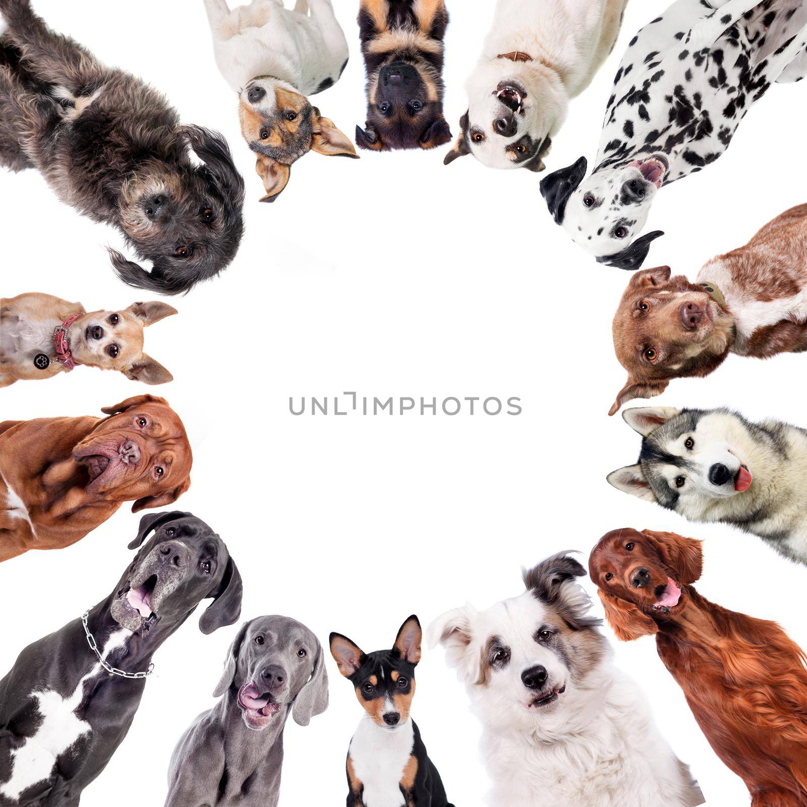 Different breed of dogs on white background by RosaJay