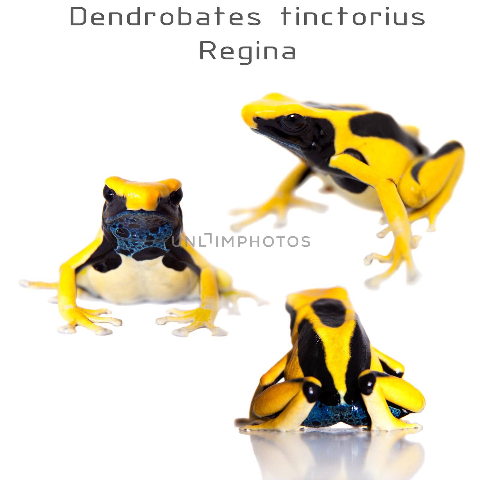 Regina Blue Dyeing Poison Dart Frogling, Dendrobates tinctorius, on white background.