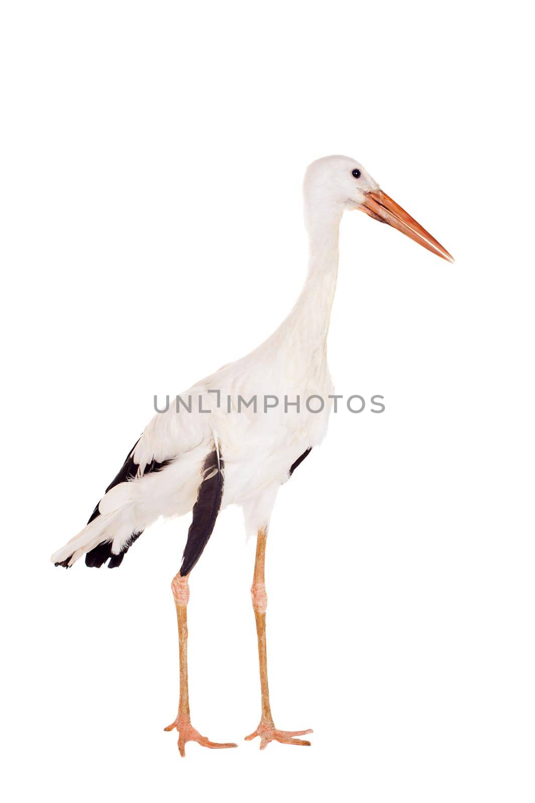 White Stork - Ciconia ciconia. Isolated on white.