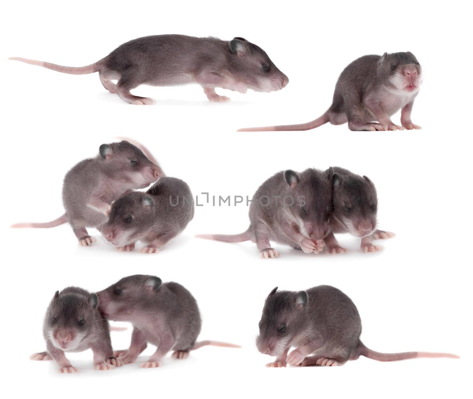 Gambian pouched rat cub set, Cricetomys gambianus, isolated on white background