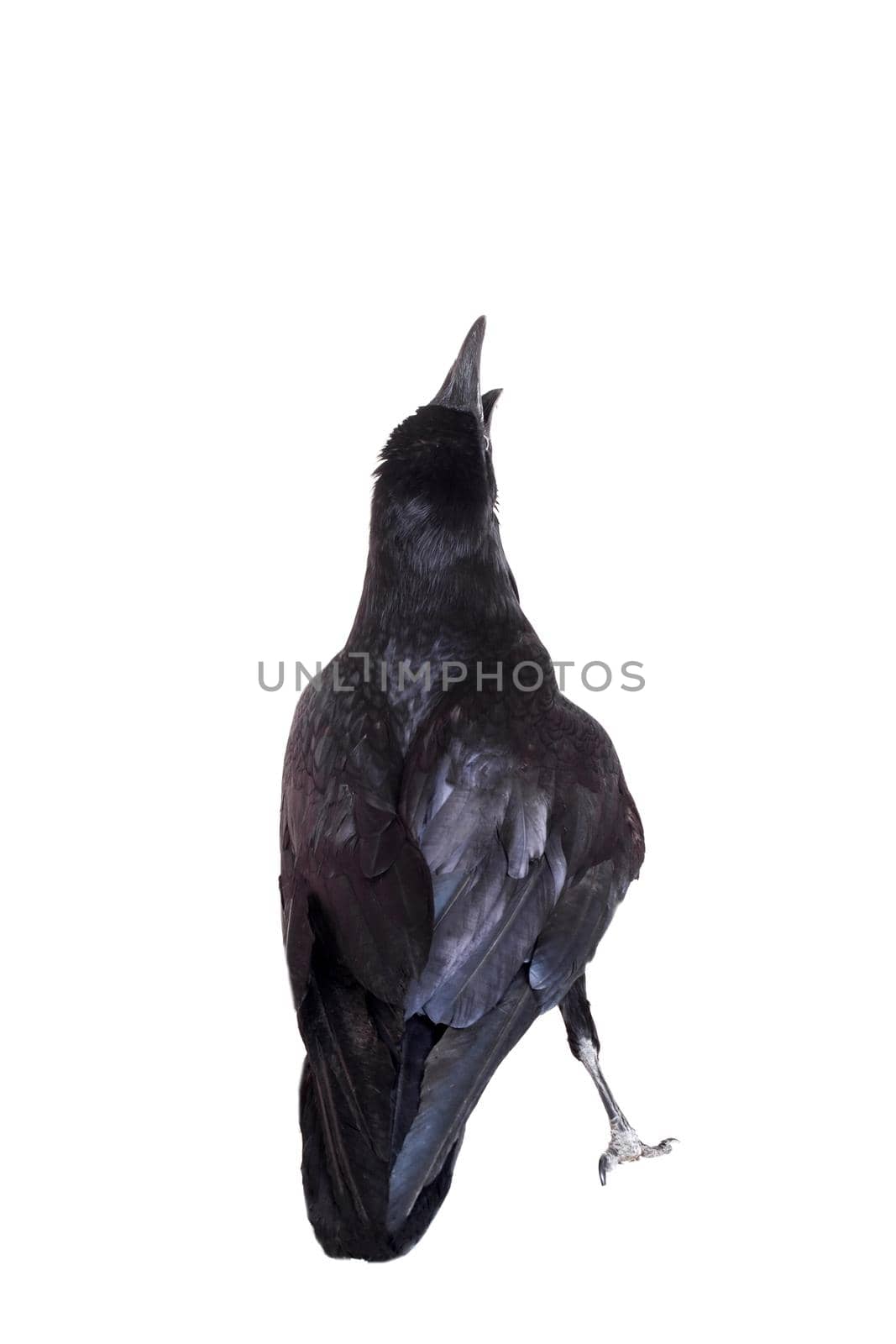 Common Raven isolated on white by RosaJay