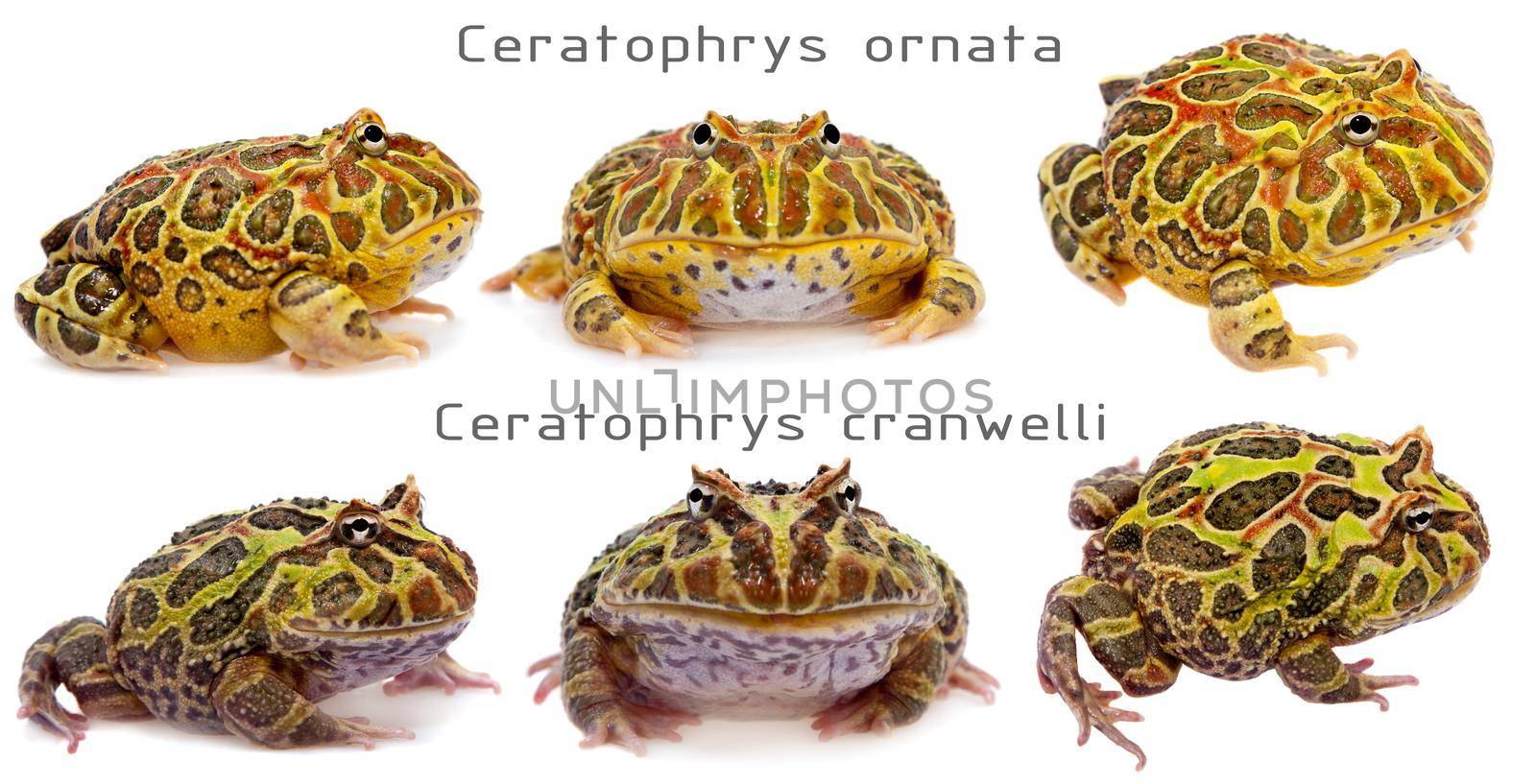 The horned frogs set, isolated on white background